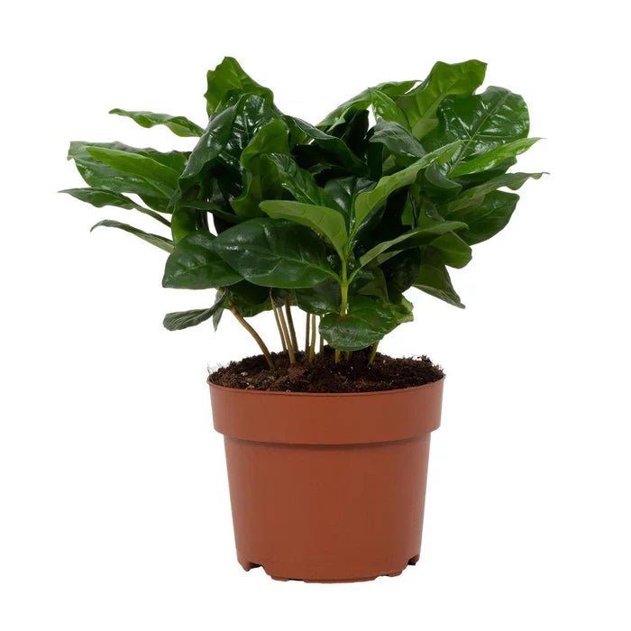 Kaffeepflanze (Coffea arabica) – Dein eigener Kaffee für das Wohnzimmer - Green Guardia - Ihr Experte für Schädlinge und Pflanzen