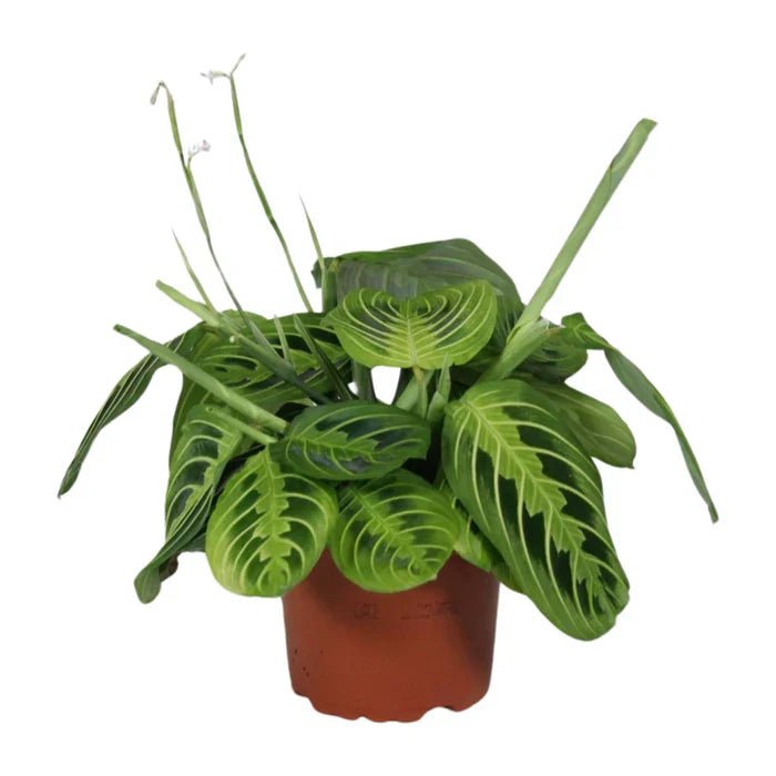 Maranta ‘Fascinator Lemon Lime’ – Die leuchtende Pfeilwurze für dein Zuhause - Green Guardia - Ihr Experte für Schädlinge und Pflanzen