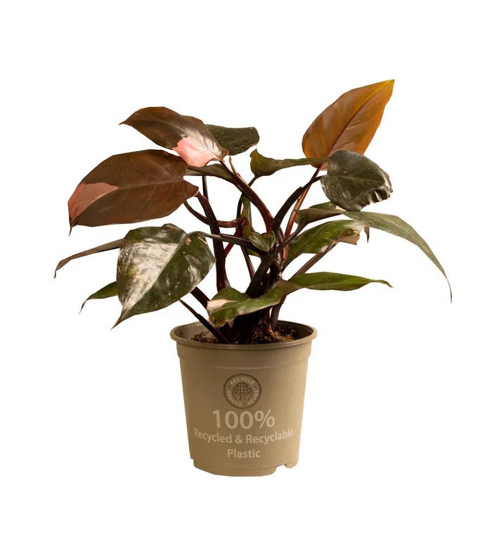 Philodendron Pink Princess – So bleibt dein Rosa Philodendron strahlend schön - Green Guardia - Ihr Experte für Schädlinge und Pflanzen