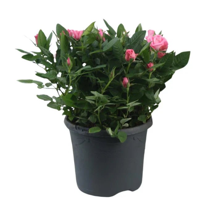 Rosa ‘Jewel Patio Sparkling’ pflegen – kompakte Topfrose mit langer Blüte - Green Guardia - Ihr Experte für Schädlinge und Pflanzen
