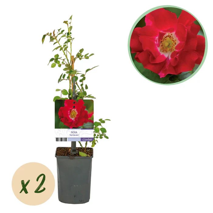 Rosa ‘Red Queen’ pflegen – Standort, Schnitt & Tipps für kräftige rote Blüten - Green Guardia - Ihr Experte für Schädlinge und Pflanzen