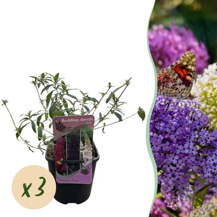 Schmetterlingsstrauch ‘Tricolour’ pflegen – Standort, Schnitt & Blütenvielfalt für deinen Garten - Green Guardia - Ihr Experte für Schädlinge und Pflanzen