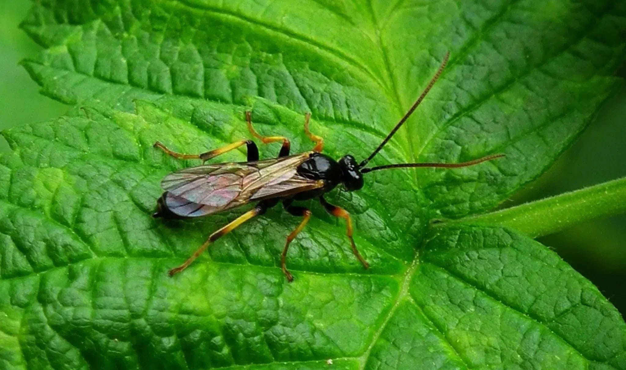 Schutz vor Minierfliegen: Effektive und Natürliche Bekämpfungsmethoden - Green Guardia - Ihr Experte für Schädlinge und Pflanzen