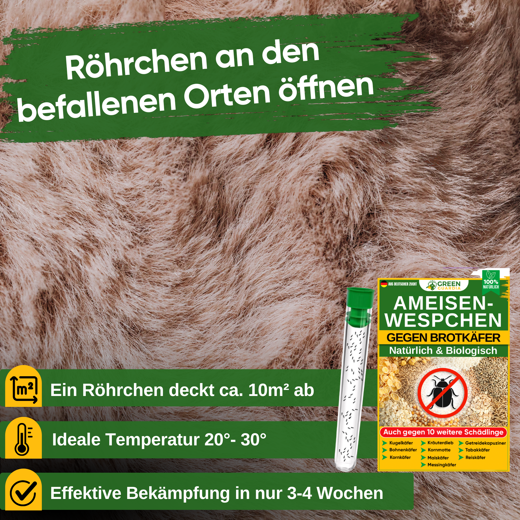 Ameisenwespchen gegen Brotkäfer, Tabakkäfer & Co.