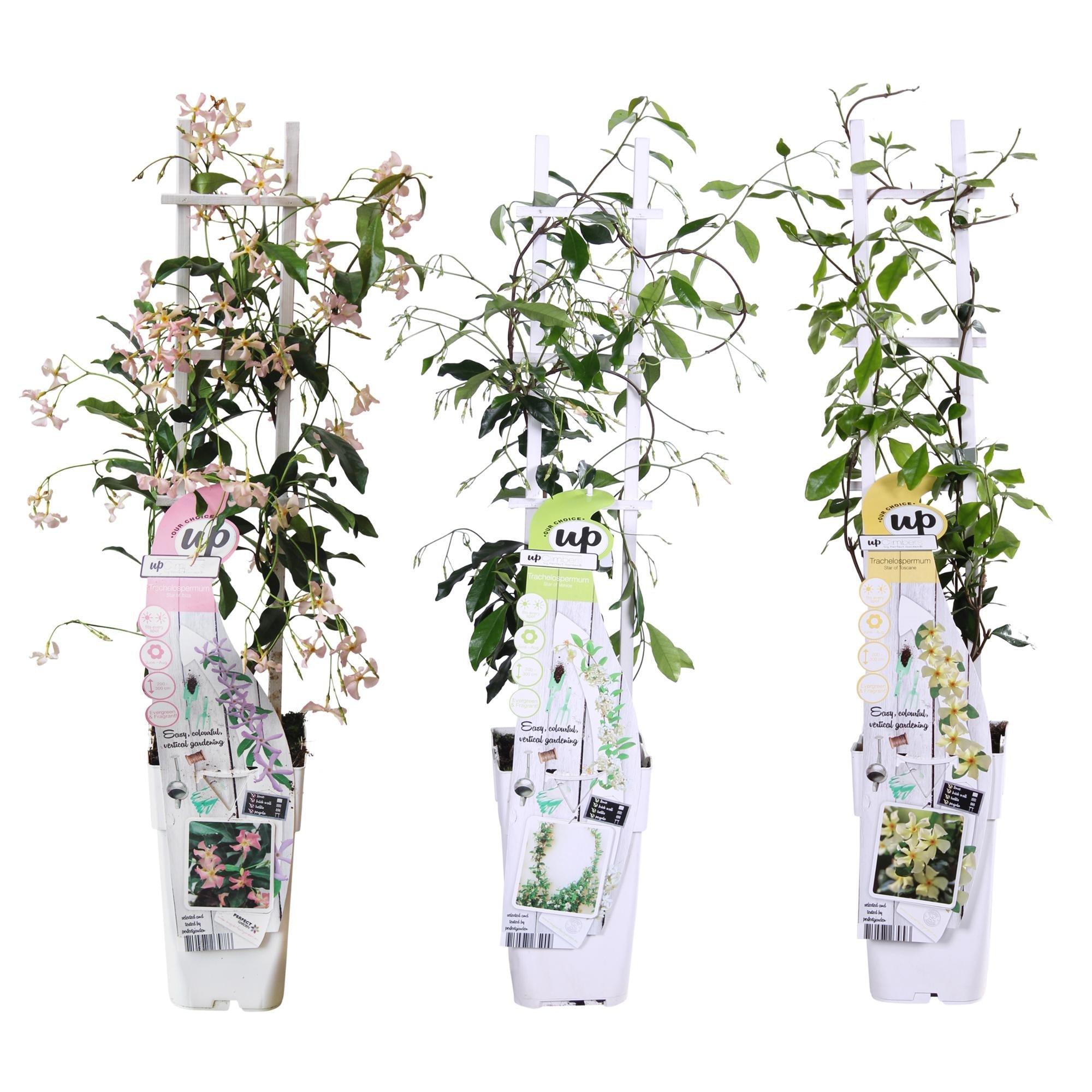 3er Set Trachelospermum Mix – immergrüne Kletterpflanzen, 15 cm Topf, 65 cm hoch - Green Guardia - Ihr Experte für Schädlinge und Pflanzen