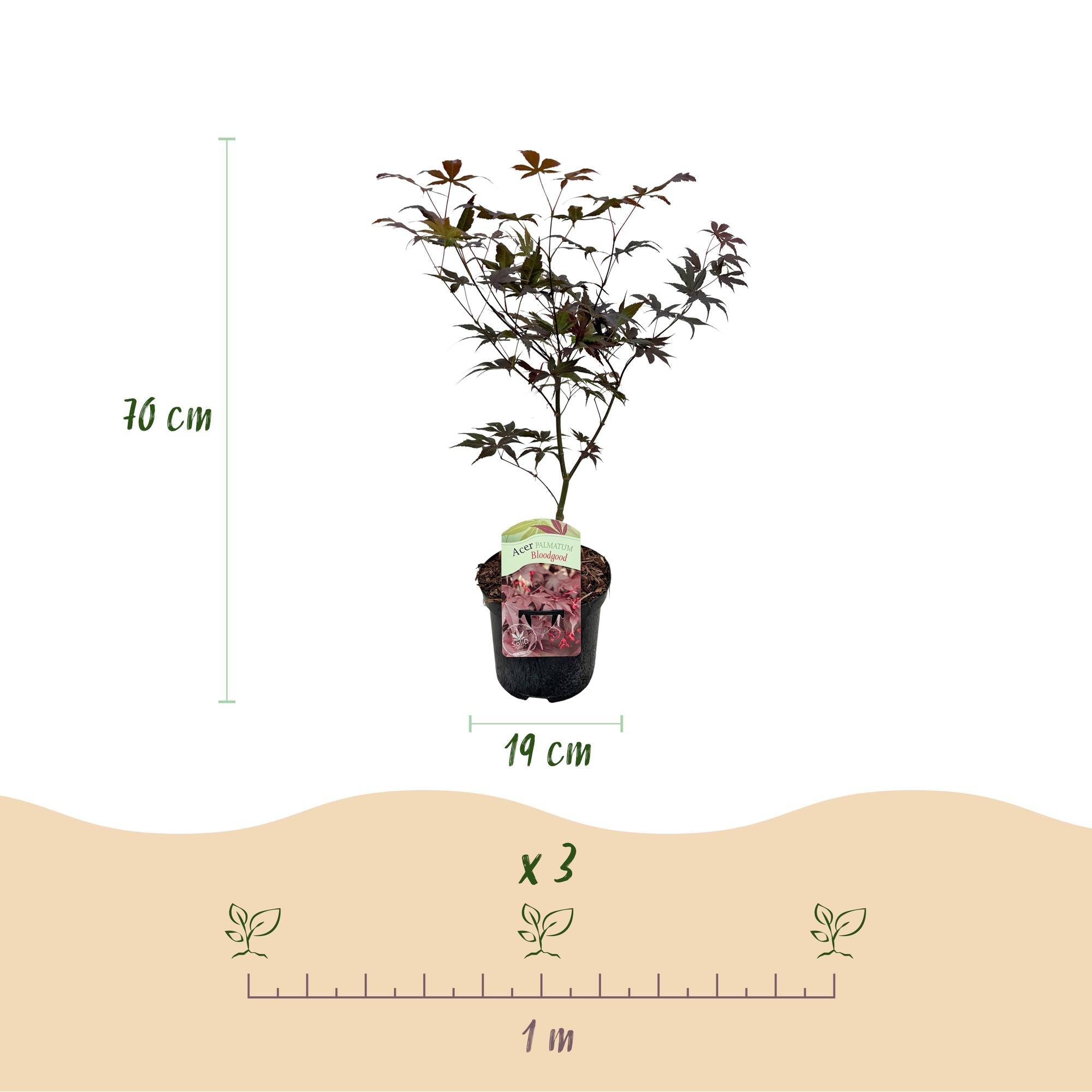 Acer Palmatum ‘Bloodgood’ – Japanischer Ahorn, laubabwerfend – 19 cm Topf, 70 cm hoch - Green Guardia - Ihr Experte für Schädlinge und Pflanzen
