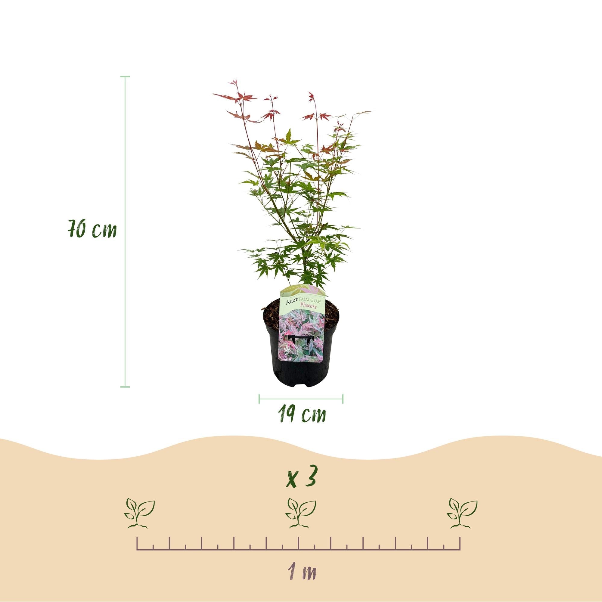 Acer Palmatum ‘Phoenix’ – Japanischer Ahorn, laubabwerfend – 19 cm Topf, 70 cm hoch - Green Guardia - Ihr Experte für Schädlinge und Pflanzen