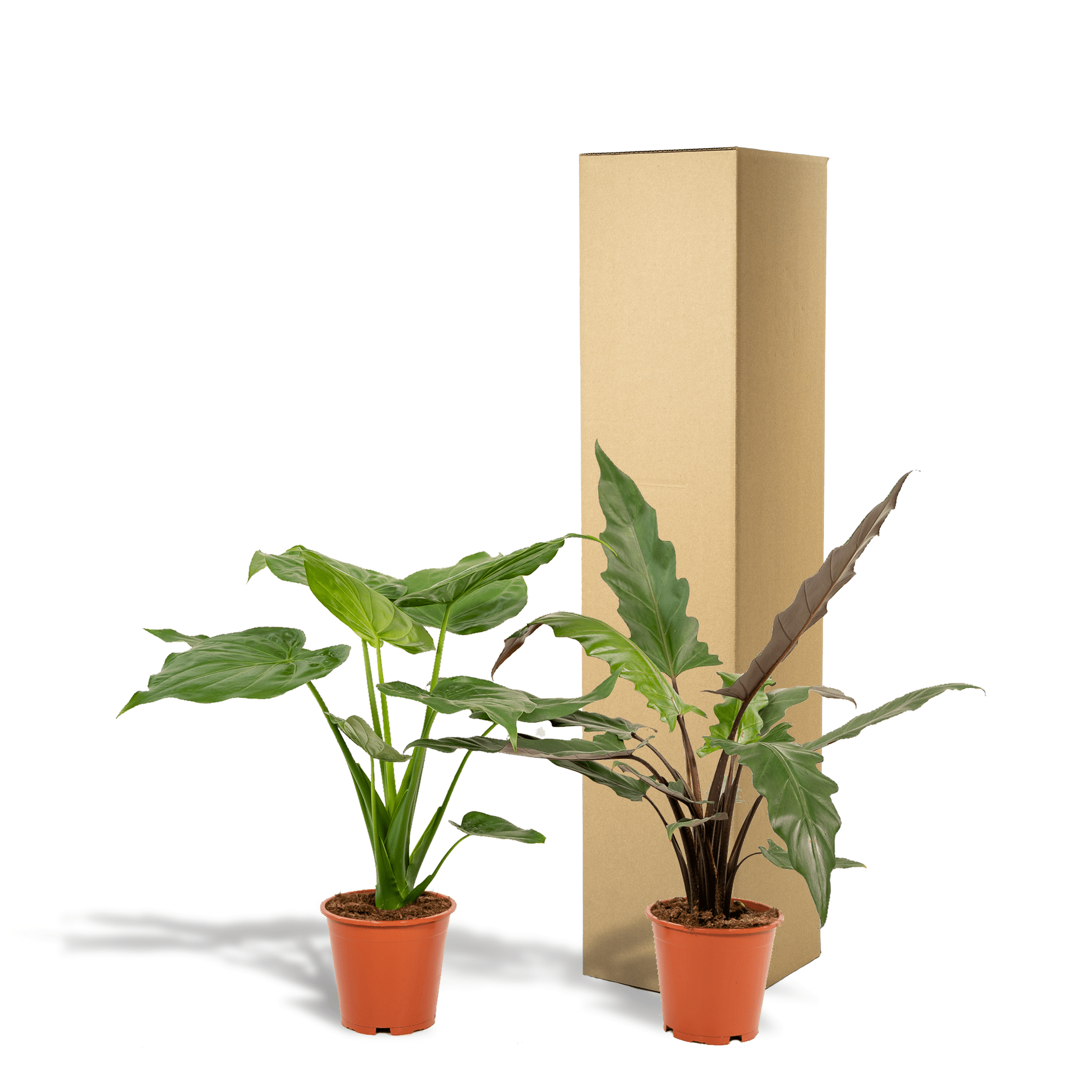 Alocasia cucullata & Alocasia lauterbachiana – Elefantenohr – 2 Pflanzen – 19 cm Topf, ca. 60–75 cm hoch - Green Guardia - Ihr Experte für Schädlinge und Pflanzen
