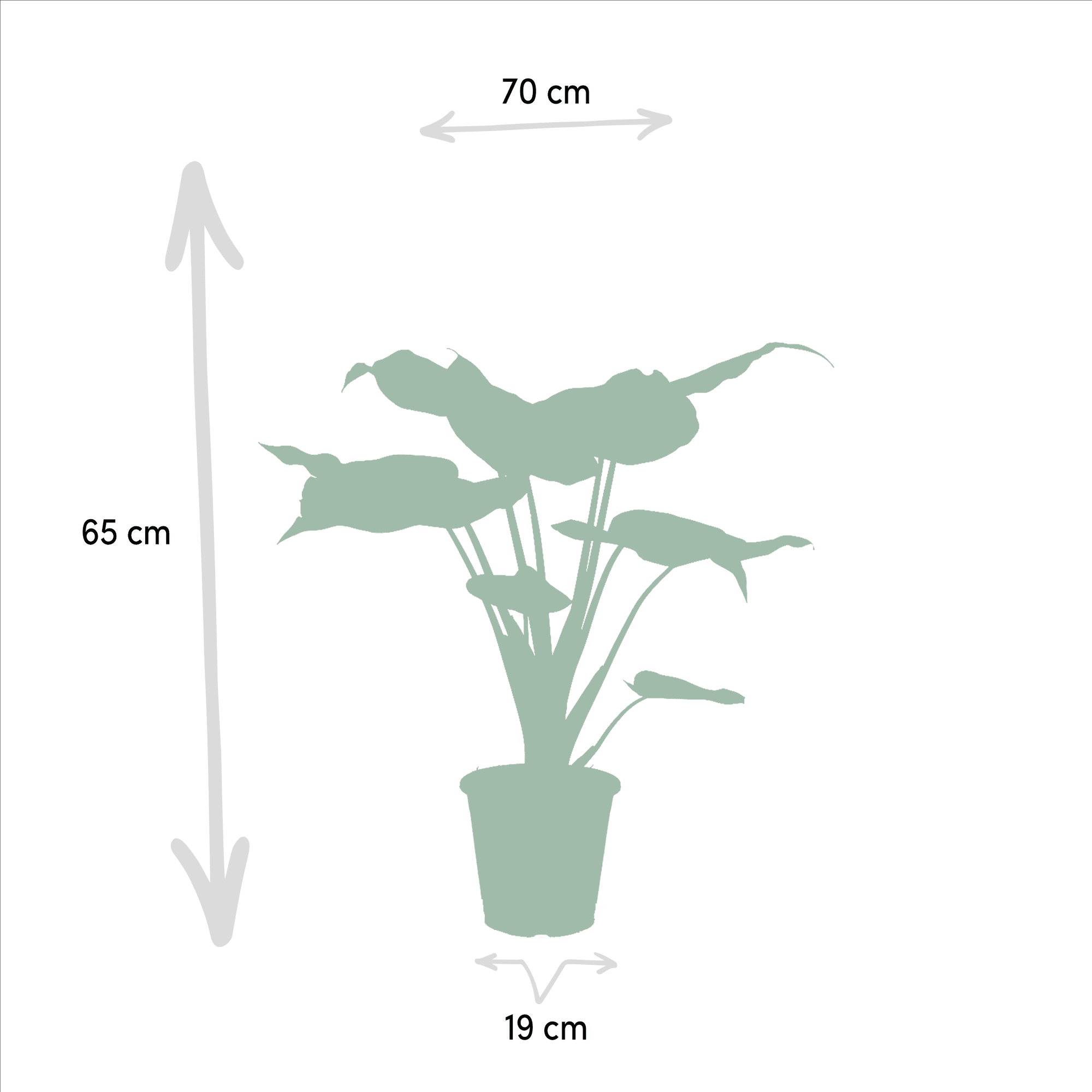 Alocasia cucullata & Alocasia wentii – Elefantenohr – 2 Pflanzen – 19 cm Topf, 60 cm hoch - Green Guardia - Ihr Experte für Schädlinge und Pflanzen