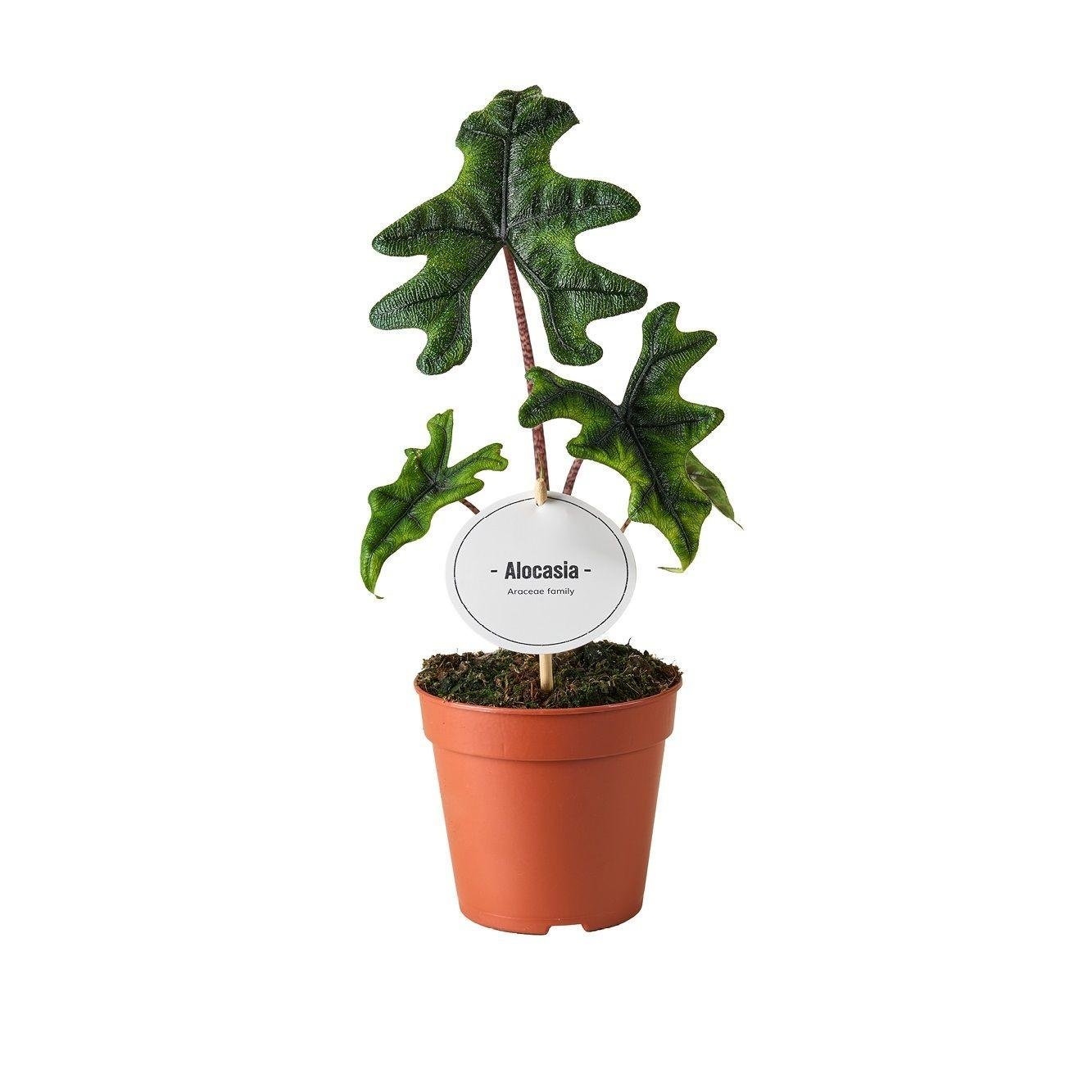 Alocasia ‘Jacklyn’ – Elefantenohr – 12 cm Topf, 30 cm hoch - Green Guardia - Ihr Experte für Schädlinge und Pflanzen
