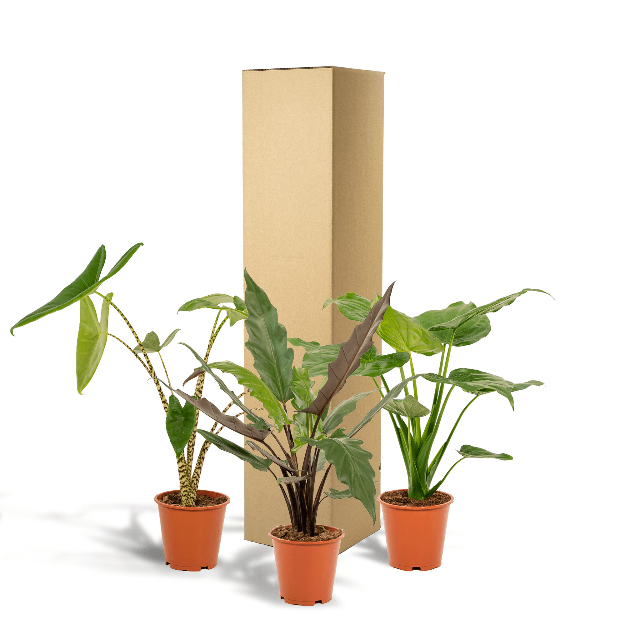 Alocasia zebrina, Alocasia cucullata & Alocasia lauterbachiana – 3 Pflanzen – 19 cm Topf, ca. 60–75 cm hoch - Green Guardia - Ihr Experte für Schädlinge und Pflanzen