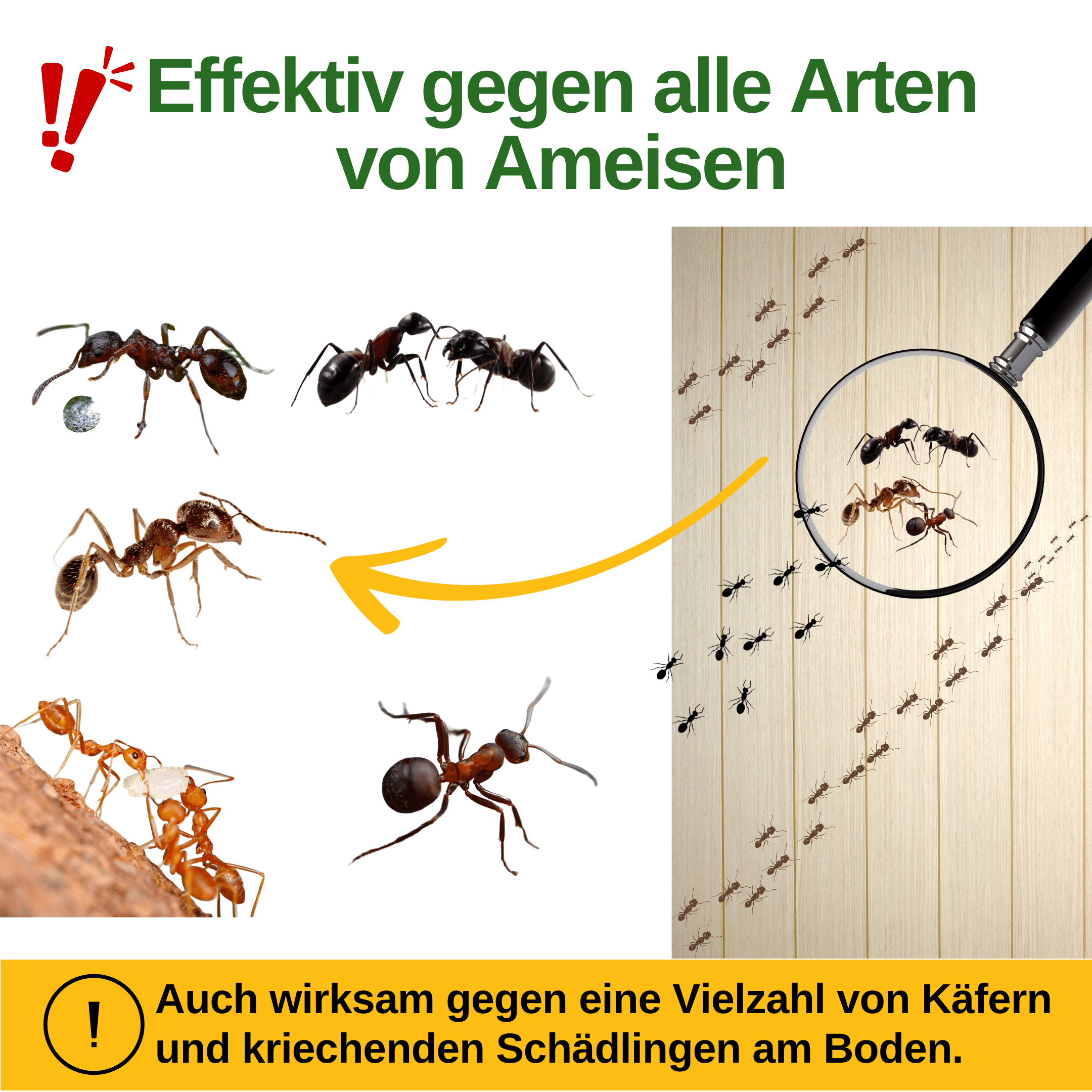 Ameisen Falle mit Spezial - Lockstoff - Green Guardia - Ihr Experte für Schädlinge und Pflanzen