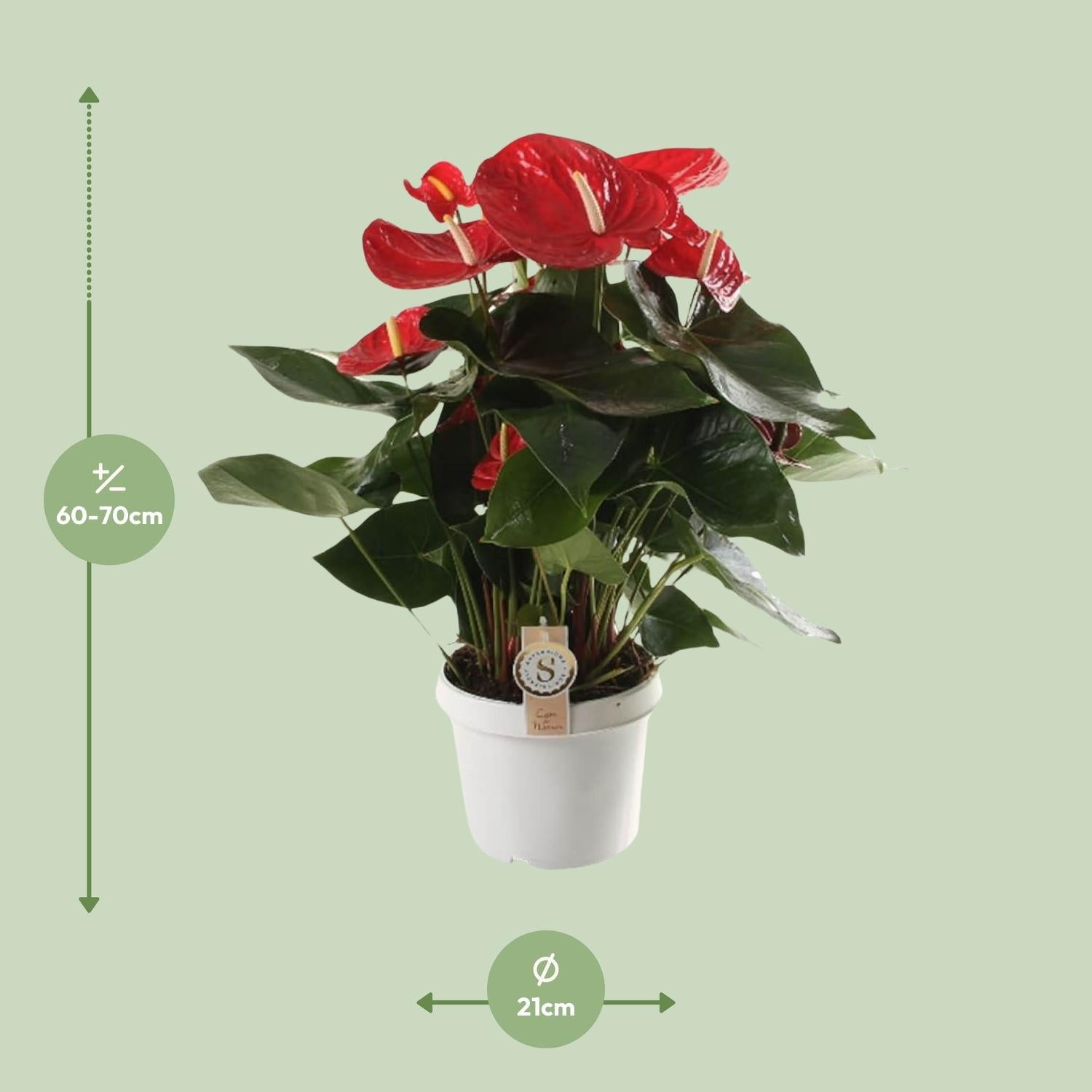 Anthurium – Flamingoblume - verschiedene Farben & Größen - 35 - 90 cm - Green Guardia - Ihr Experte für Schädlinge und Pflanzen