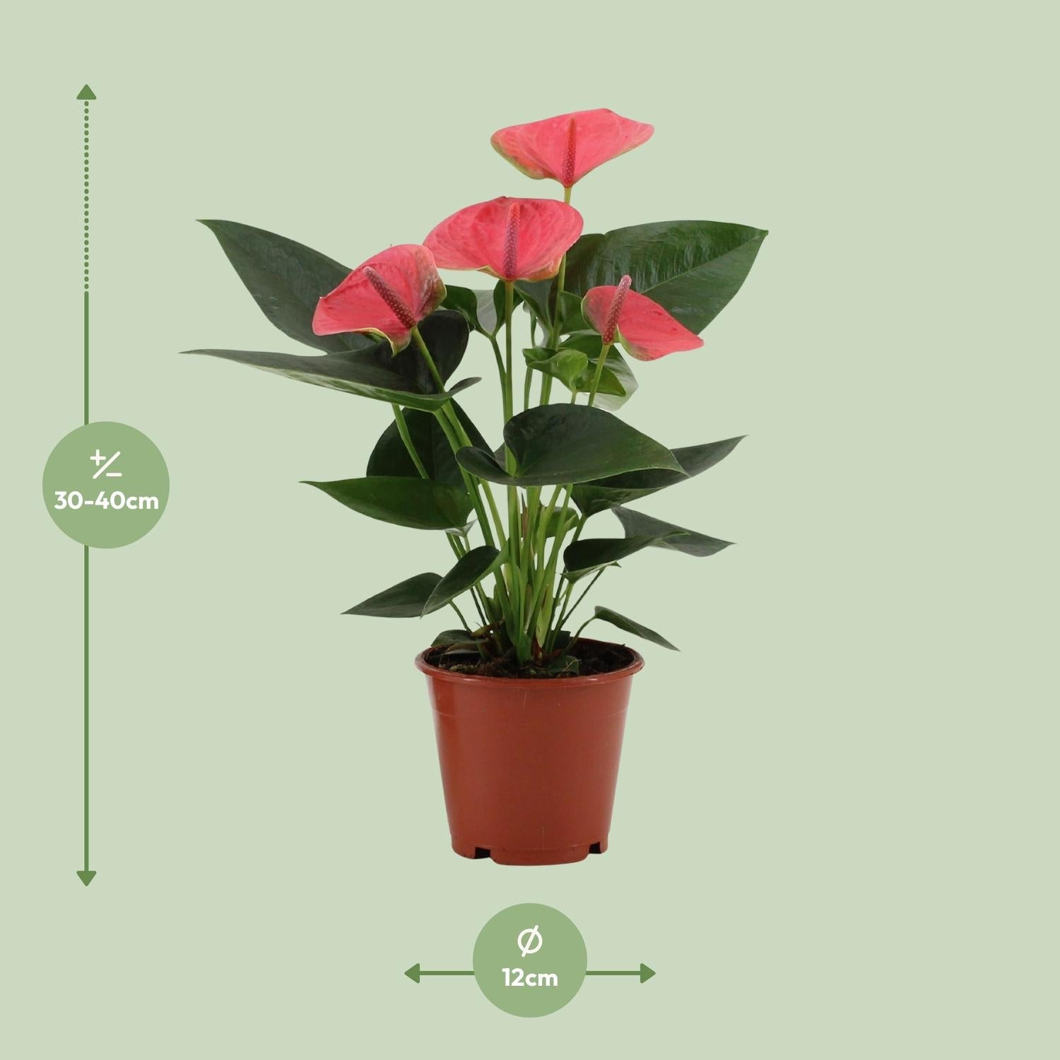 Anthurium – Flamingoblume - verschiedene Farben & Größen - 35 - 90 cm - Green Guardia - Ihr Experte für Schädlinge und Pflanzen
