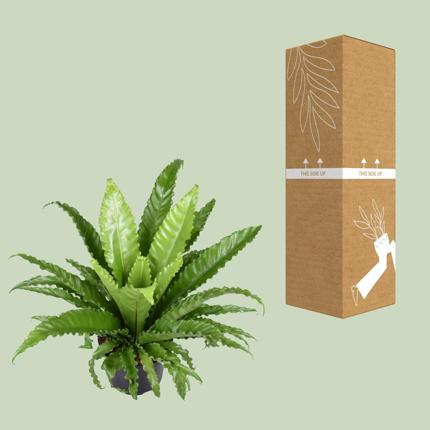 Asplenium antiquum ‘Osaka’ – Nestfarn – 23 cm Topf, 40 - 60 cm hoch - Green Guardia - Ihr Experte für Schädlinge und Pflanzen