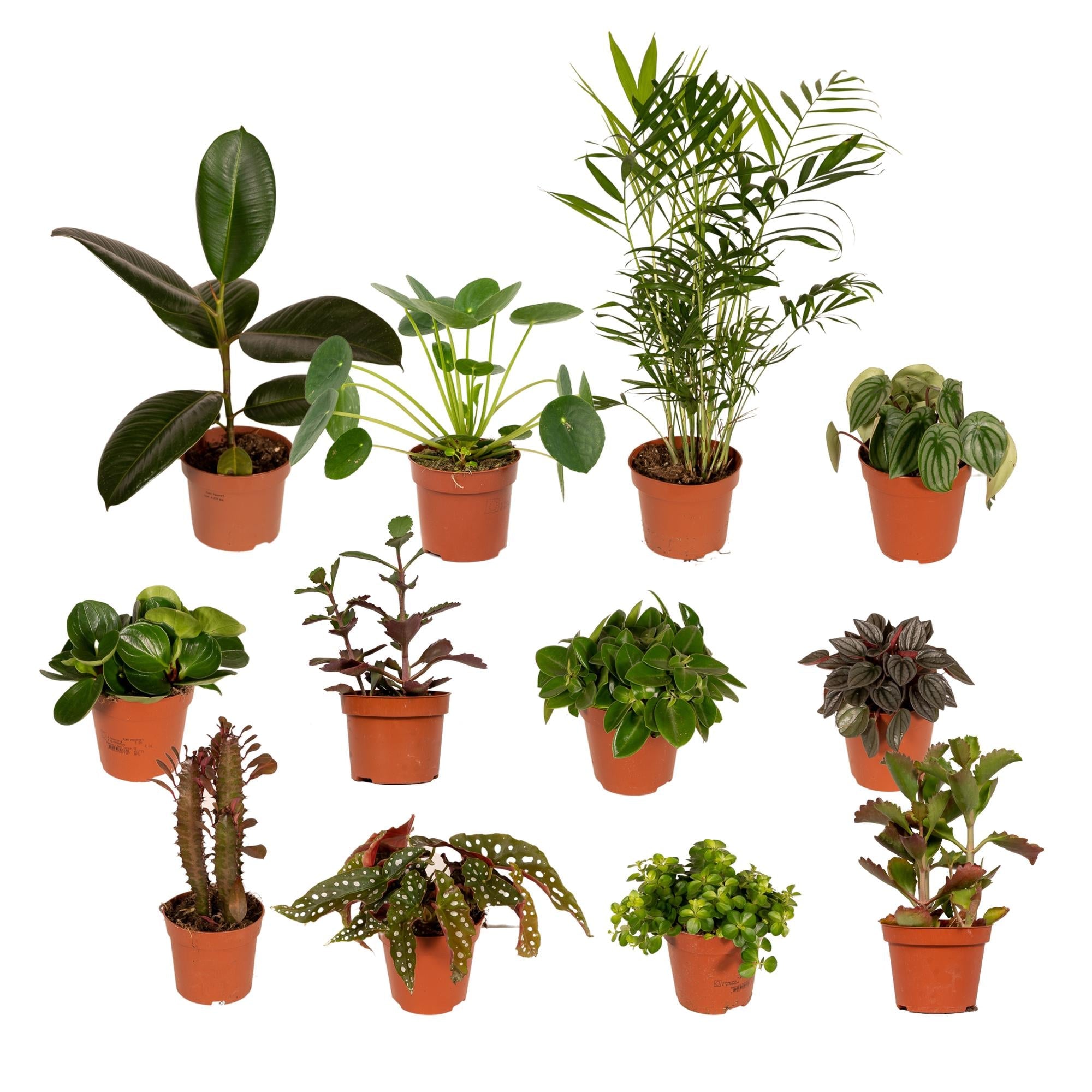 Außenseiterbox - Überraschungsbox – Mix einzigartiger Pflanzen - 8 - 12 Pflanzen pro Set - Green Guardia - Ihr Experte für Schädlinge und Pflanzen
