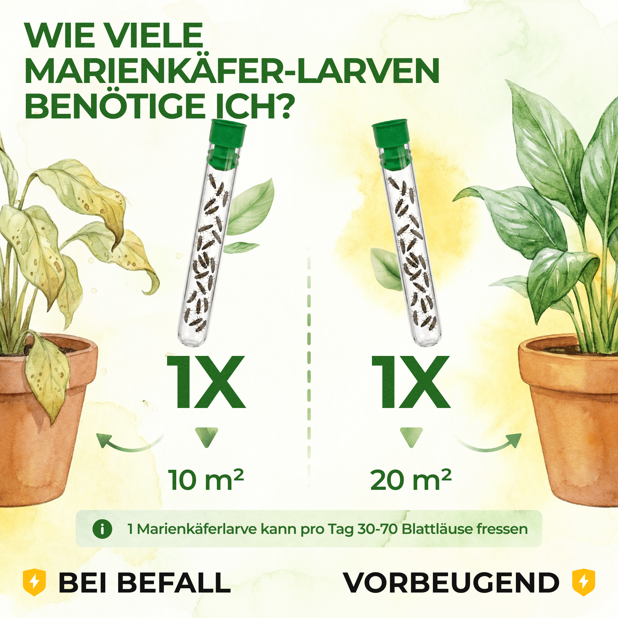 Australische Marienkäfer - Larven gegen Wollläuse, Schmierläuse & Blattläuse - Green Guardia - Ihr Experte für Schädlinge und Pflanzen