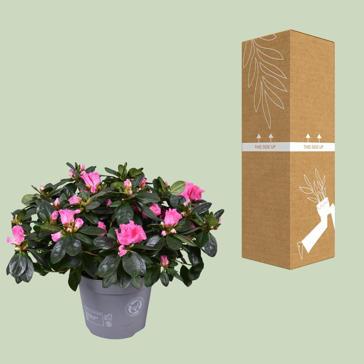 Azalea ‘Rose Vogel’ – kompakte Blütenpflanze, 14 cm Topf, 30 cm Höhe - Green Guardia - Ihr Experte für Schädlinge und Pflanzen
