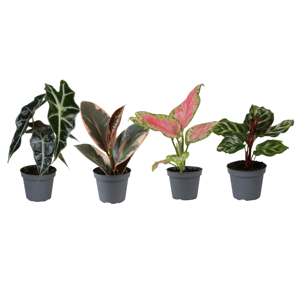 Babypflanzen - Überraschungsbox – Mix aus Jungpflanzen - 4 - 8 Pflanzen pro Set - Green Guardia - Ihr Experte für Schädlinge und Pflanzen