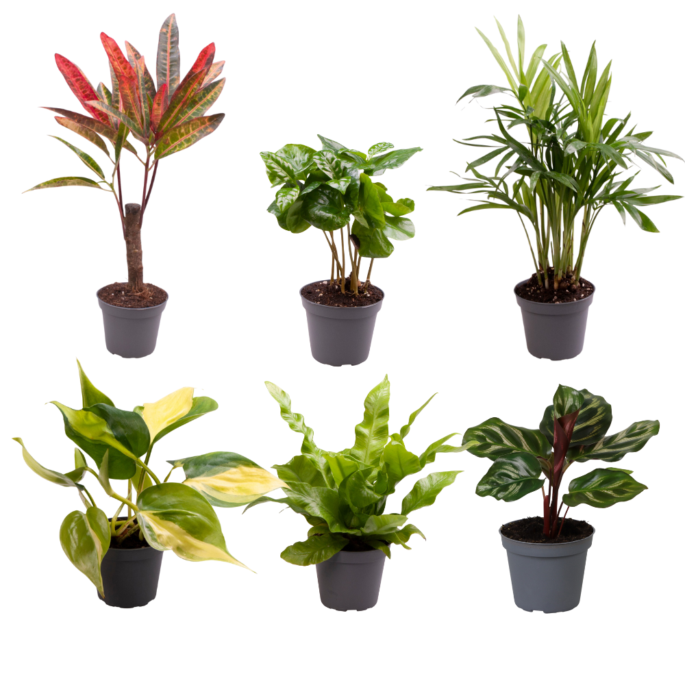 Babypflanzen - Überraschungsbox – Mix aus Jungpflanzen - 4 - 8 Pflanzen pro Set - Green Guardia - Ihr Experte für Schädlinge und Pflanzen