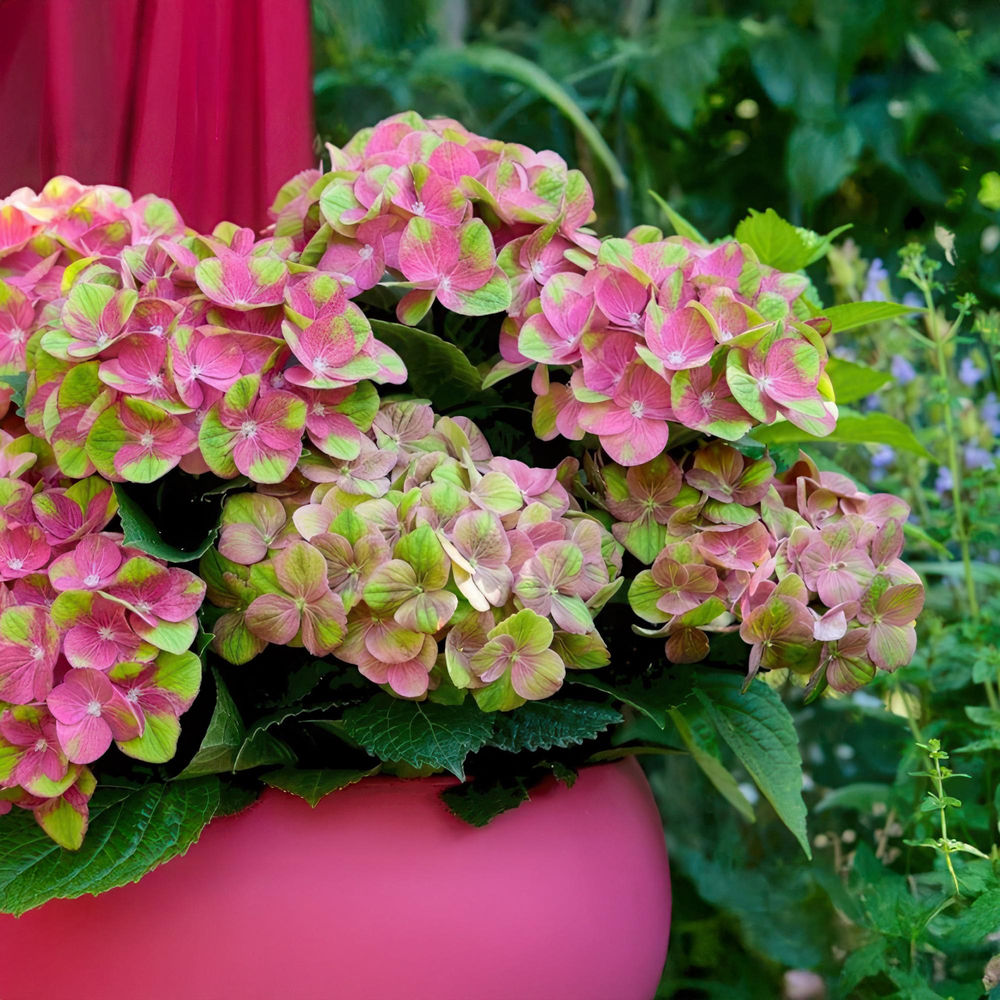 Balkonpflanze Hortensie ‘Magical Green Fire’ – 6–10 Blüten, rosa - grün, Topf 23 cm, 55 cm hoch - Green Guardia - Ihr Experte für Schädlinge und Pflanzen