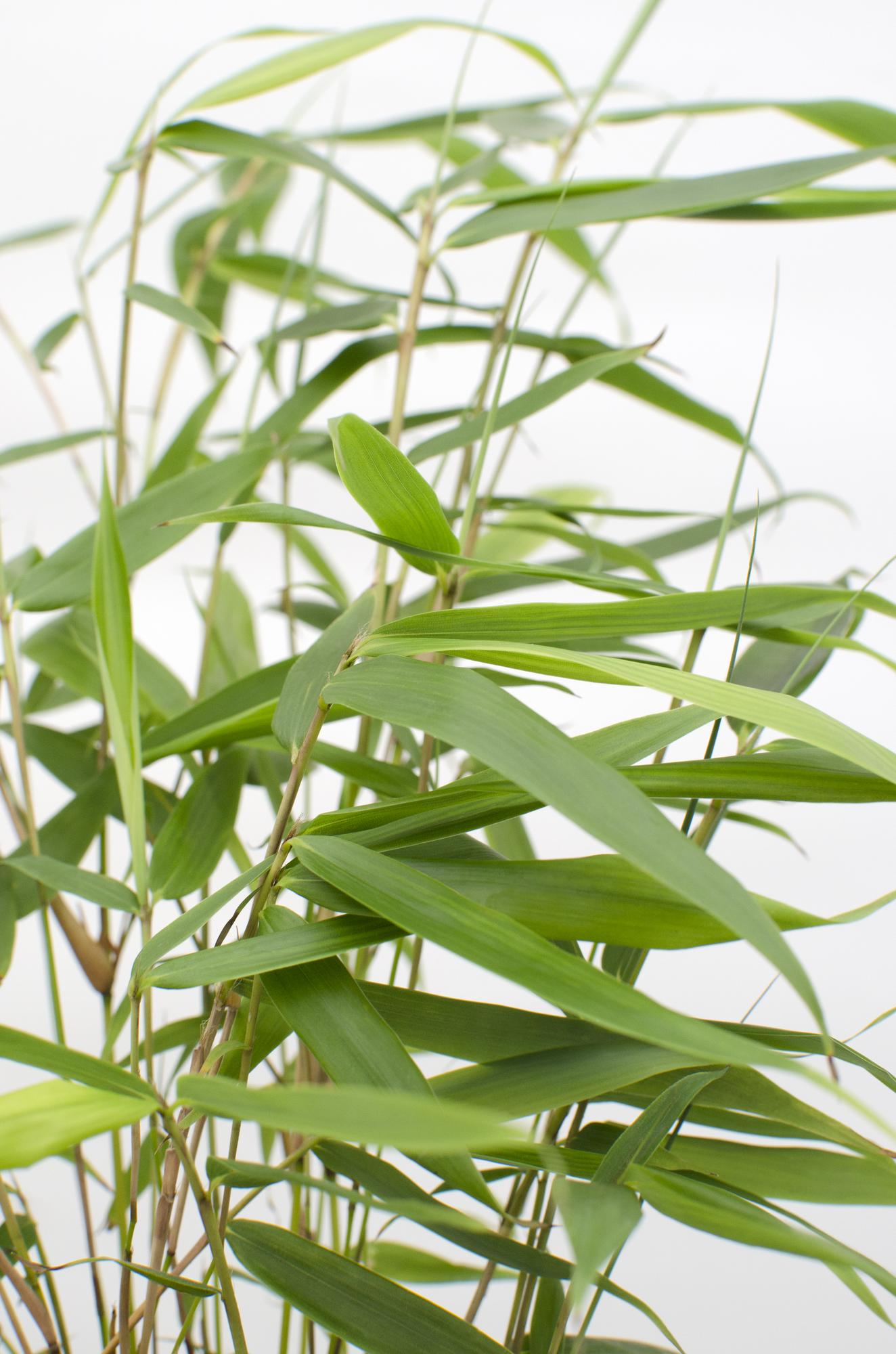 Bambus ‘Pingwu’ – winterharte Fargesia robusta, 14 cm Topf, 40 cm hoch - Green Guardia - Ihr Experte für Schädlinge und Pflanzen