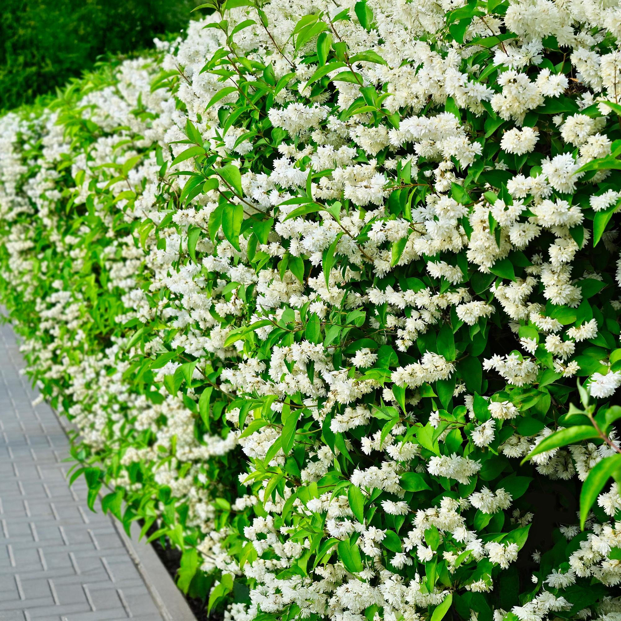 Bauernjasmin ‘Snowbelle’ – laubabwerfend, weiße Blüten, 17 - cm - Topf, 45 cm - Green Guardia - Ihr Experte für Schädlinge und Pflanzen