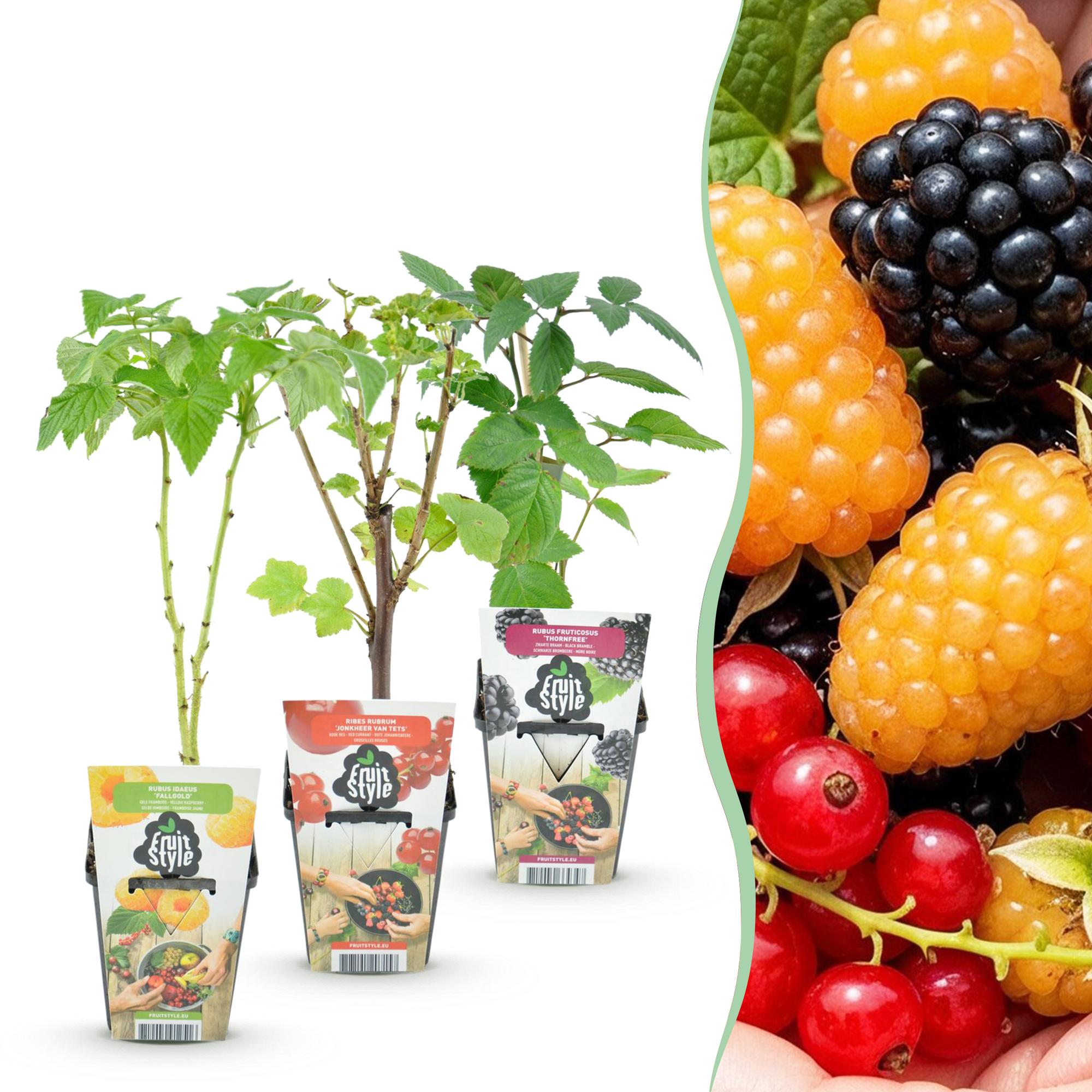 Beerenmix ‘Tricolour’ – rote Johannisbeere, gelbe Himbeere & schwarze Brombeere – winterhart – 3 Pflanzen – 9 cm Topf - Green Guardia - Ihr Experte für Schädlinge und Pflanzen