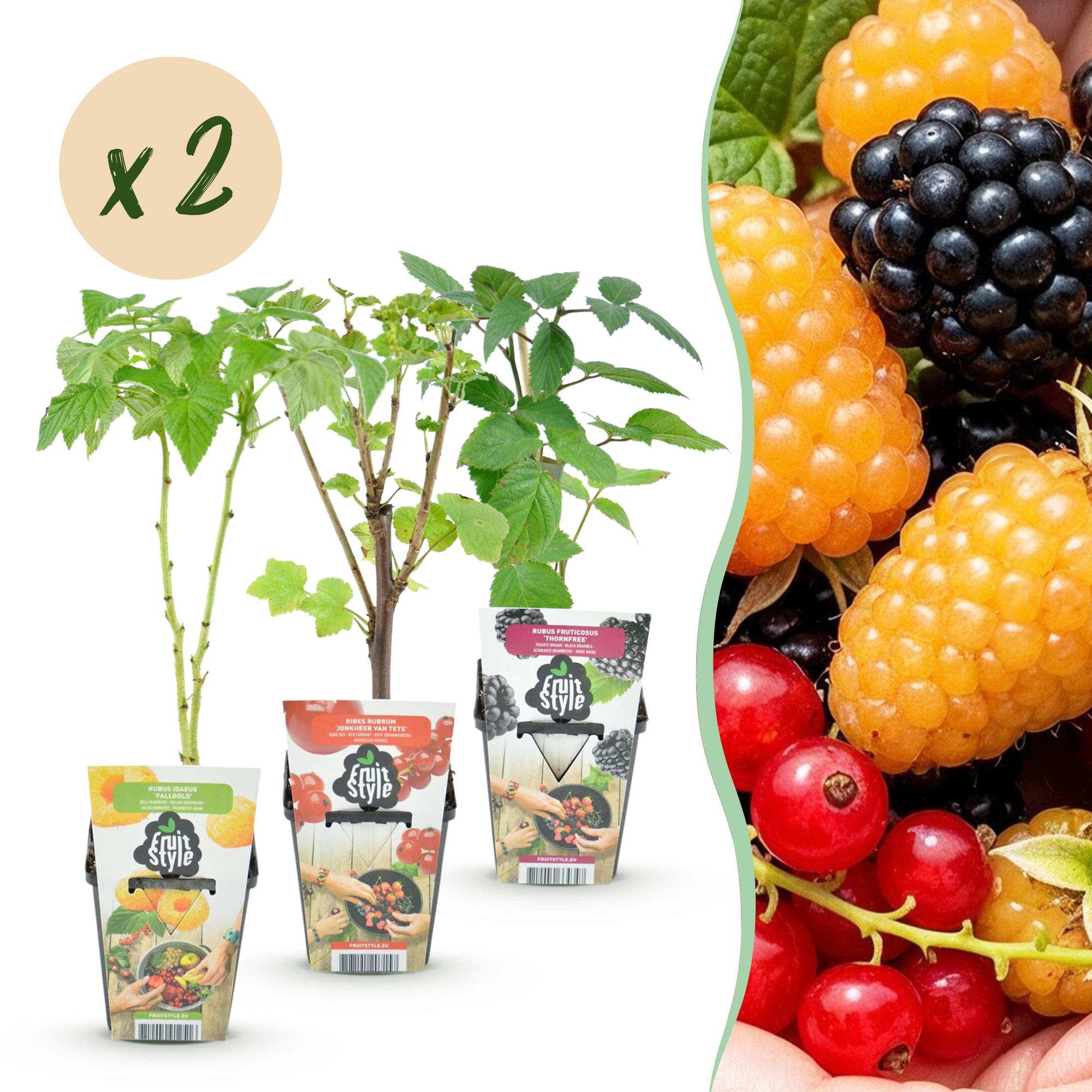 Beerenmix ‘Tricolour’ – rote Johannisbeere, gelbe Himbeere & schwarze Brombeere – winterhart – 6 Pflanzen – 9 cm Topf - Green Guardia - Ihr Experte für Schädlinge und Pflanzen