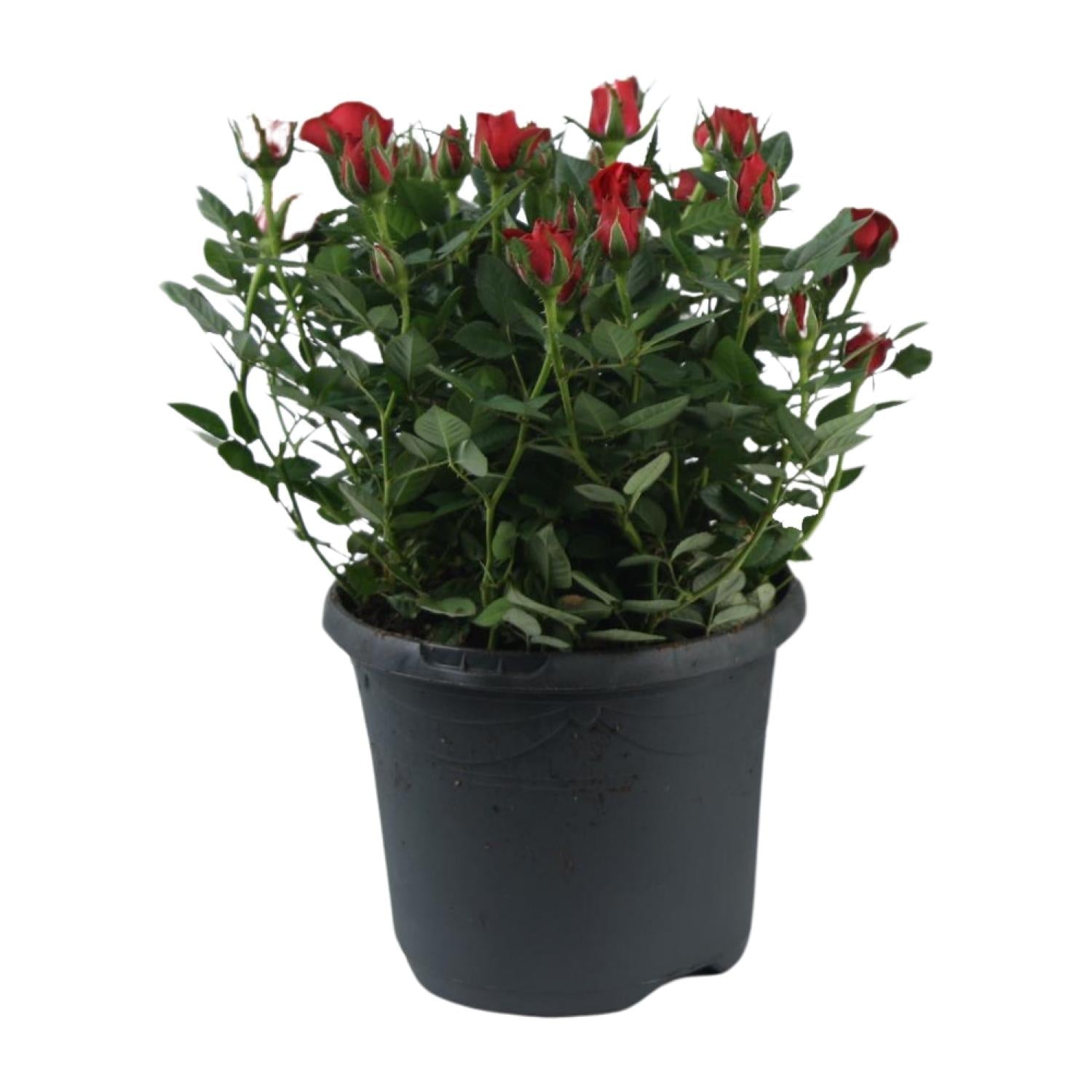 Beetrose ‘Jewel Patio Hot’ – reichblühend, 17 cm Topf, 30 cm hoch - Green Guardia - Ihr Experte für Schädlinge und Pflanzen