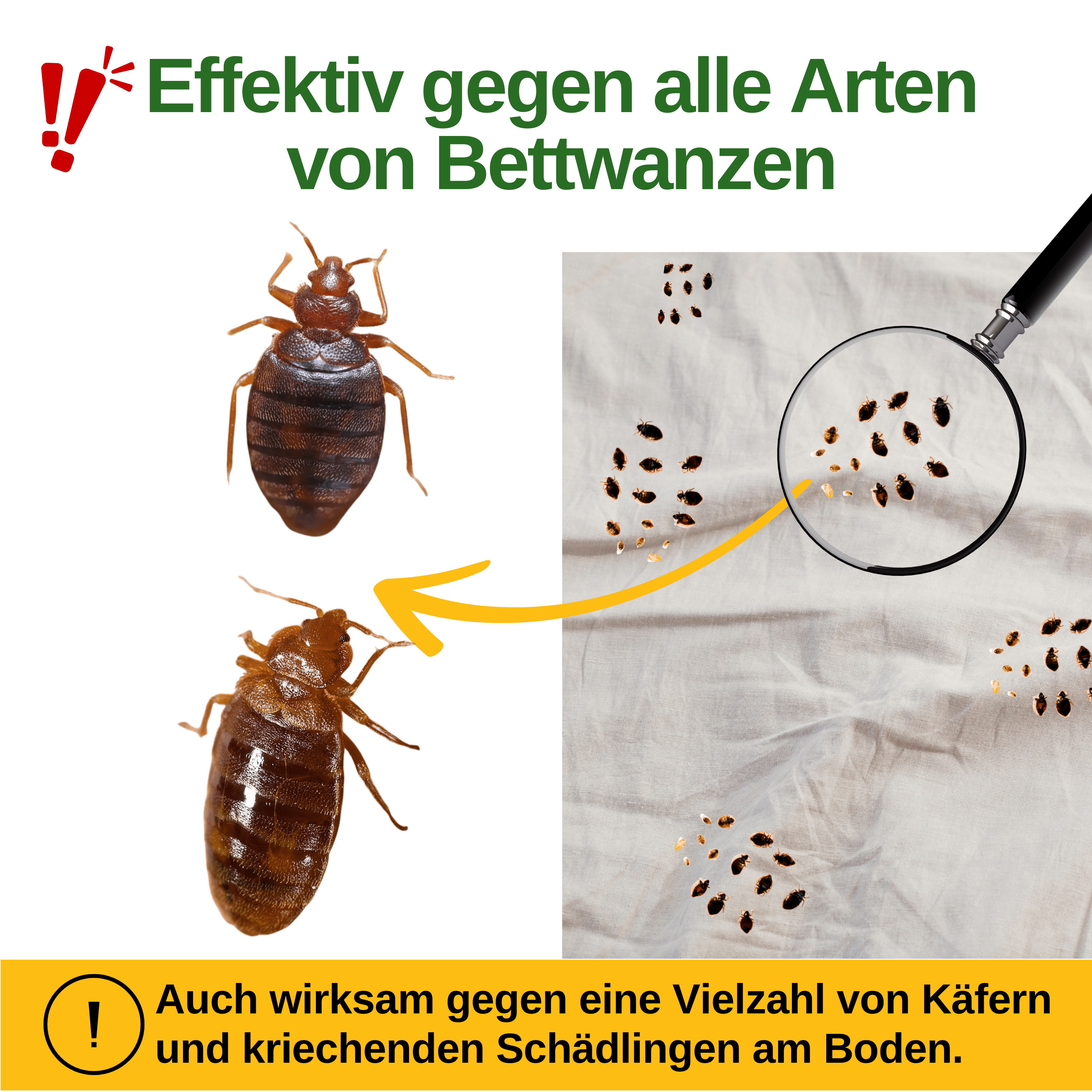 Bettwanzen Falle mit Spezial - Lockstoff - Green Guardia - Ihr Experte für Schädlinge und Pflanzen