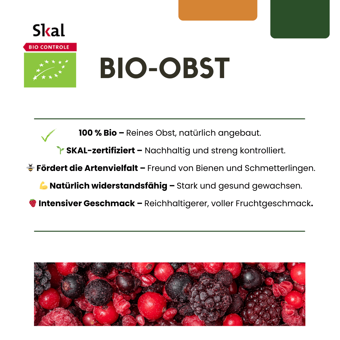 Bio - Feigenbaum – junge Feigenpflanze, Ø 13 cm, Höhe 20 cm - Green Guardia - Ihr Experte für Schädlinge und Pflanzen