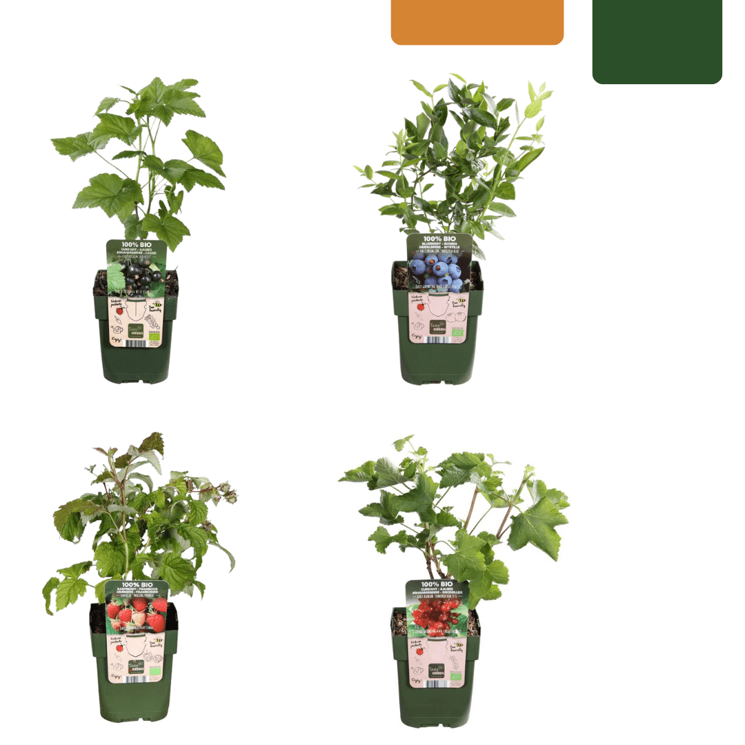 BIO Obstpflanzen - Mix „Früchteparadies“ – 4 verschiedene Obstsorten - Green Guardia - Ihr Experte für Schädlinge und Pflanzen