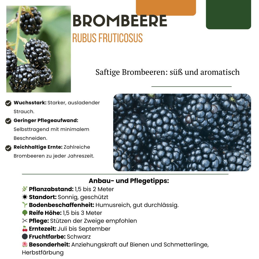 BIO Obstpflanzen - Mix „Früchteparadies“ – 4 verschiedene Obstsorten - Green Guardia - Ihr Experte für Schädlinge und Pflanzen