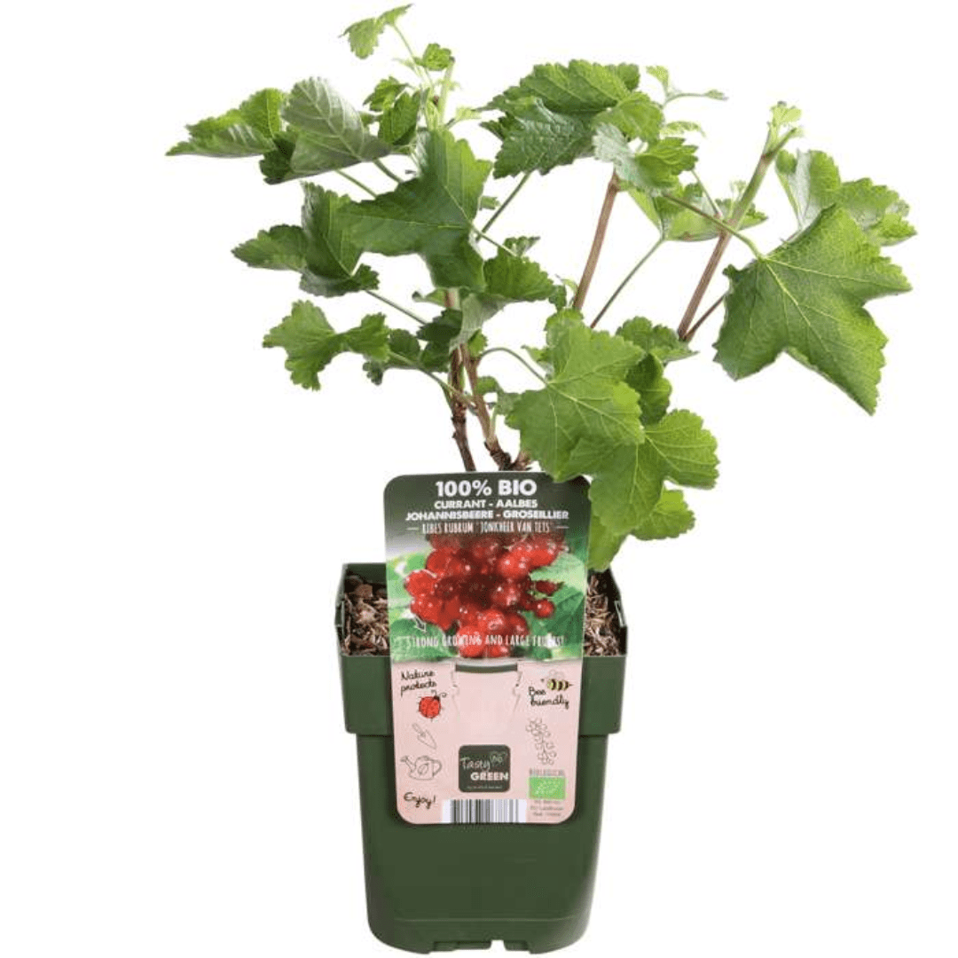 BIO Obstpflanzen - Set „Früchte - Oase“ – Mix aus 5 Sorten - Green Guardia - Ihr Experte für Schädlinge und Pflanzen