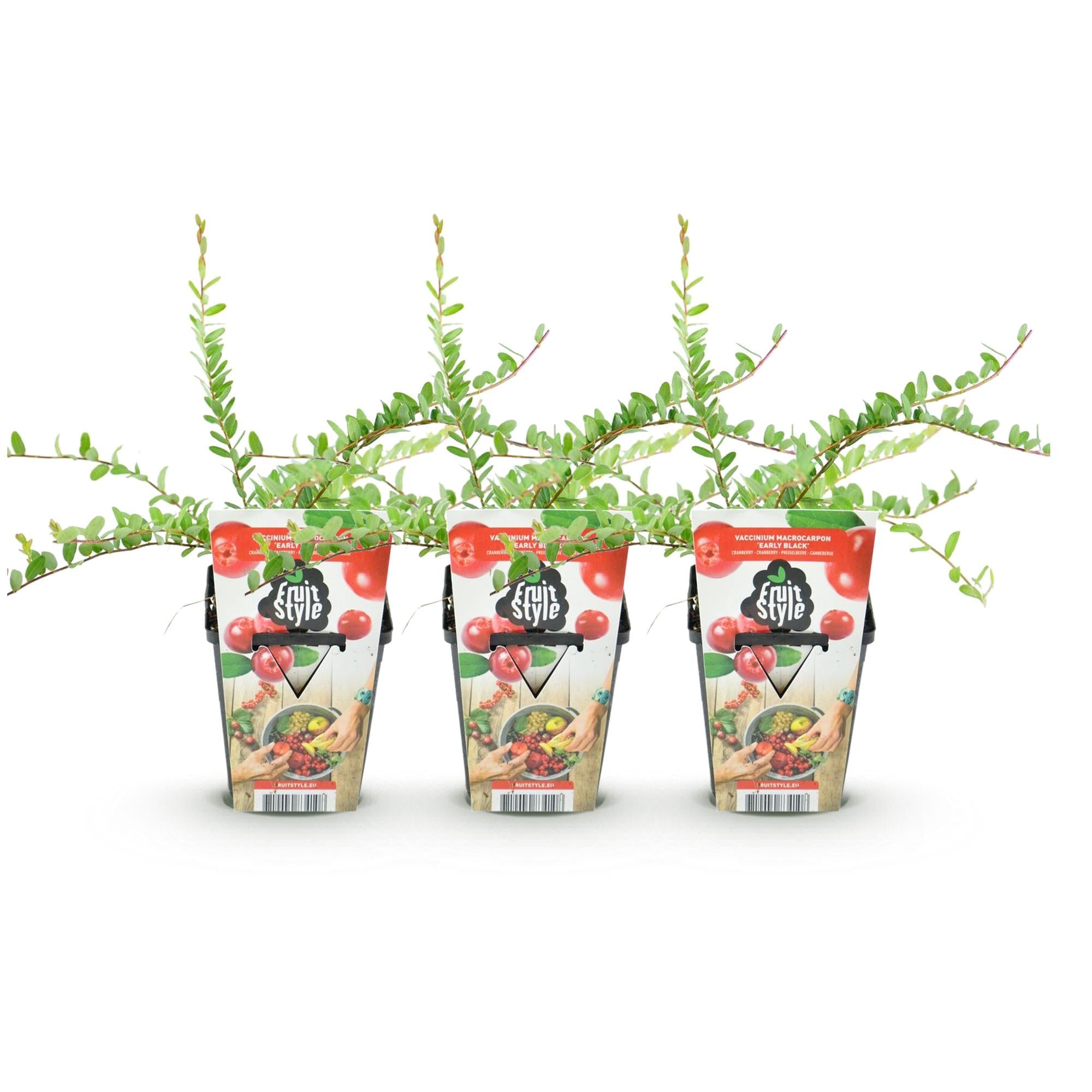 Blaubeere „Early Black“ (Vaccinium macrophylla) – winterhart, 3 Pflanzen im 9 cm Topf - Green Guardia - Ihr Experte für Schädlinge und Pflanzen