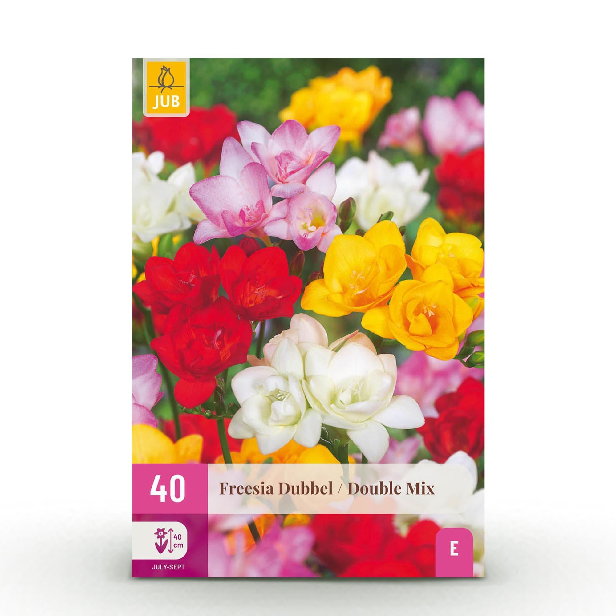 Blumenzwiebeln – Freesia Double Mix – winterhart & mehrjährig – verschiedene Farben – 40 Stück – Zwiebelgröße 5/6 – XXL Pack - Green Guardia - Ihr Experte für Schädlinge und Pflanzen