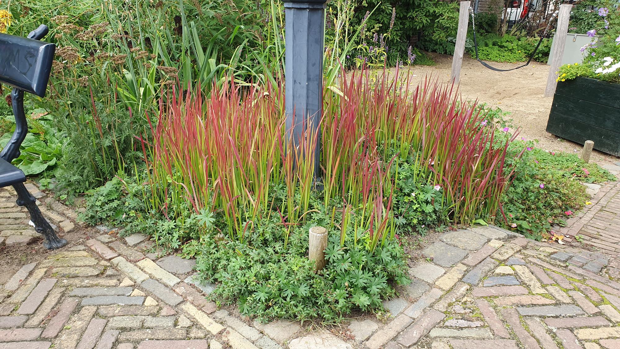 Blutgras ‘Red Baron’ – kompaktes Ziergras, 10–25 cm, 9 cm Topf - Green Guardia - Ihr Experte für Schädlinge und Pflanzen