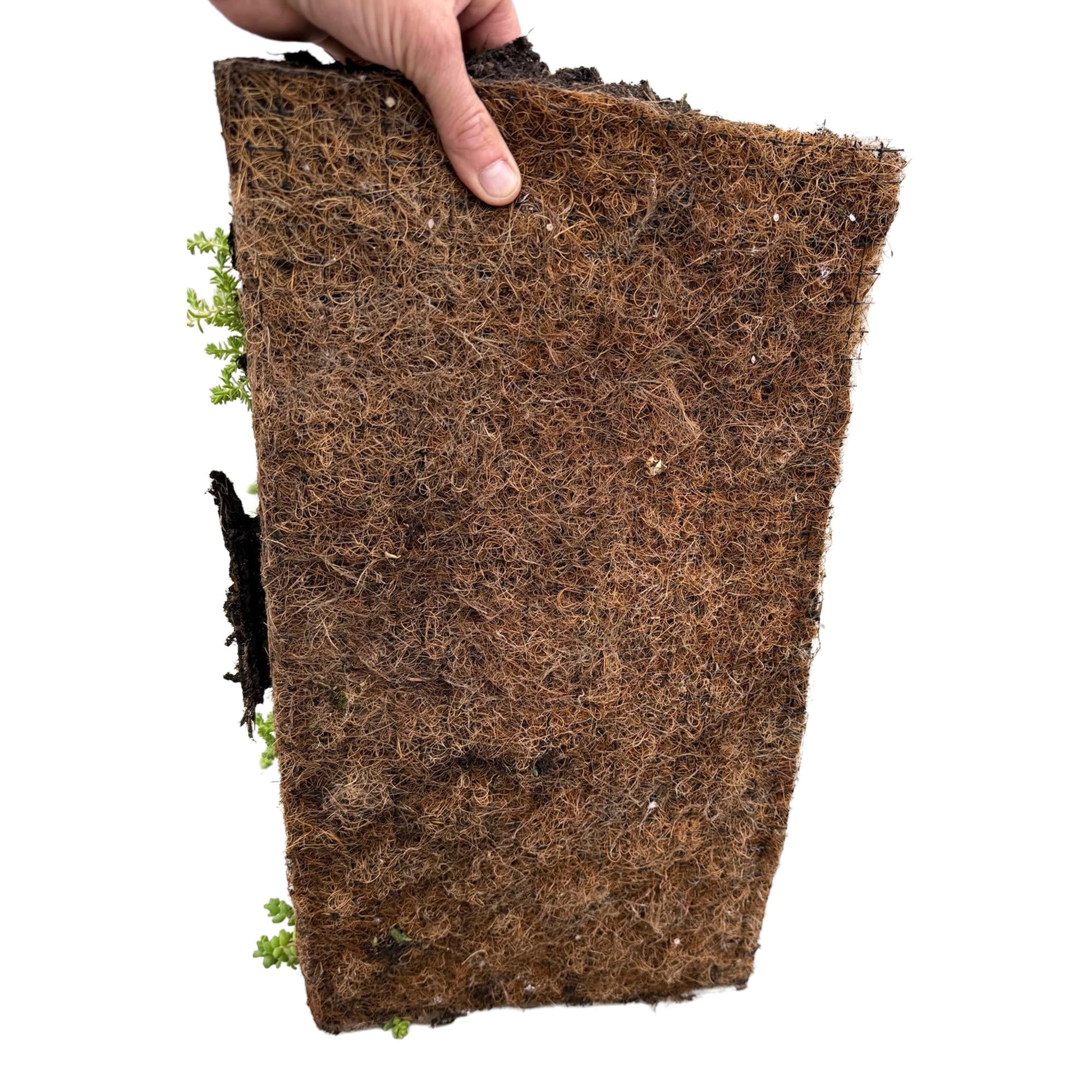 Bodendecker - Matte aus 10 Sedum - Arten – winterhart, 50 × 30 cm - Green Guardia - Ihr Experte für Schädlinge und Pflanzen