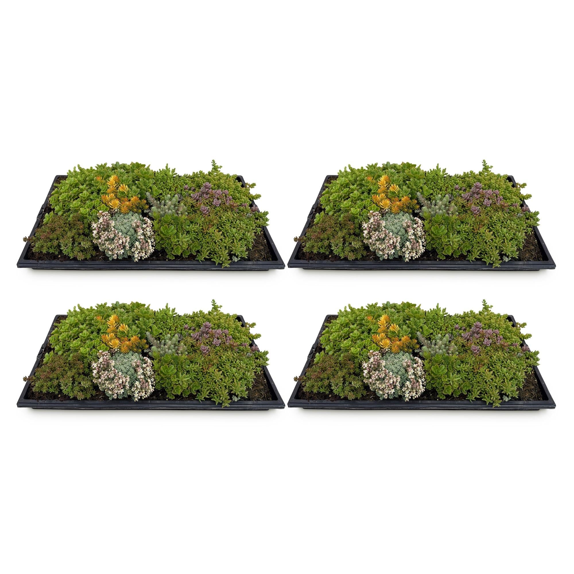 Bodendecker - Matte aus 10 Sedum - Arten – winterhart, 50 × 30 cm - Green Guardia - Ihr Experte für Schädlinge und Pflanzen
