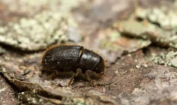  Borkenkäfer