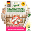 Brackwespen gegen Lebensmittelmotten