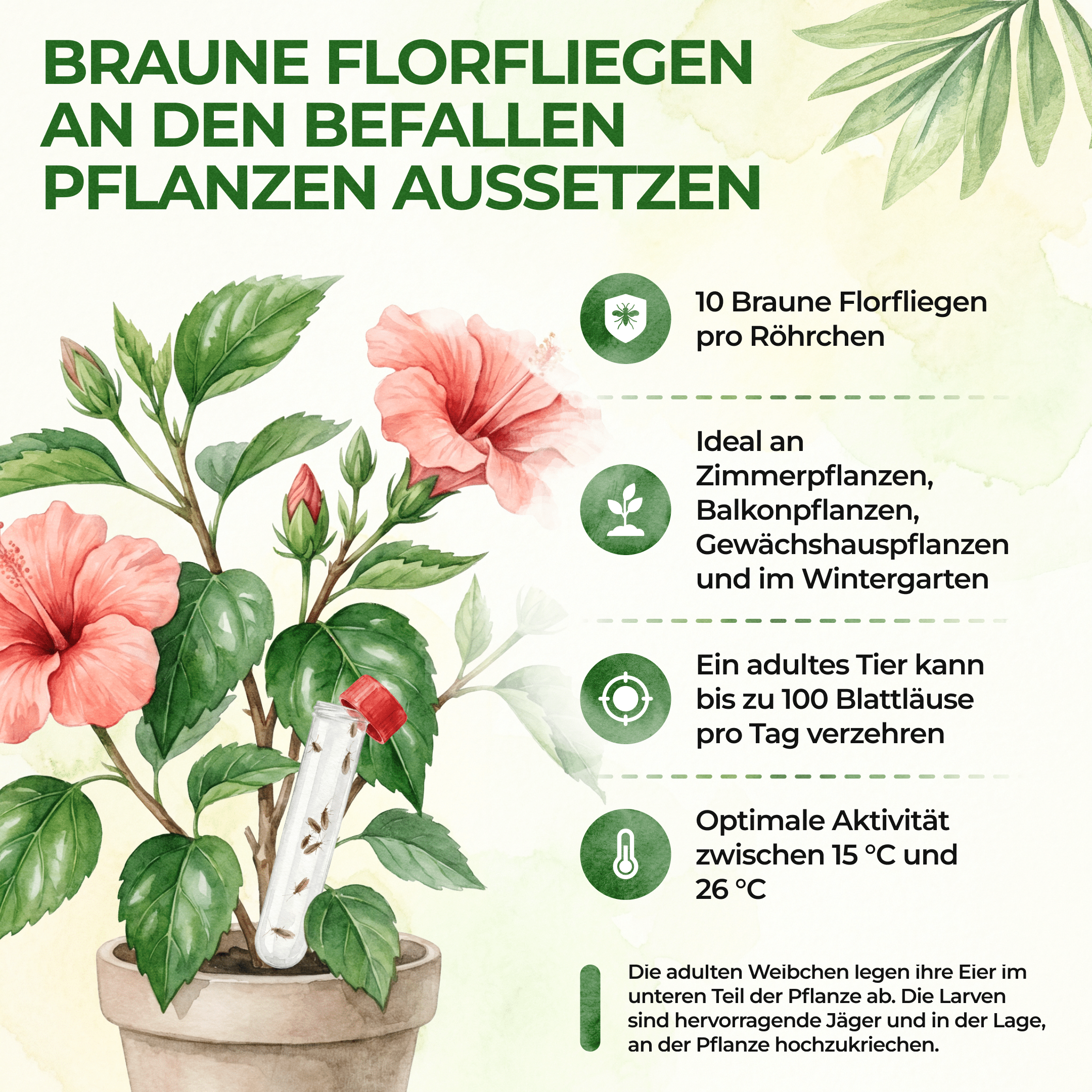 Braune Florfliegen gegen Blattläuse, Thripse, Spinnmilben und Co. - Green Guardia - Ihr Experte für Schädlinge und Pflanzen