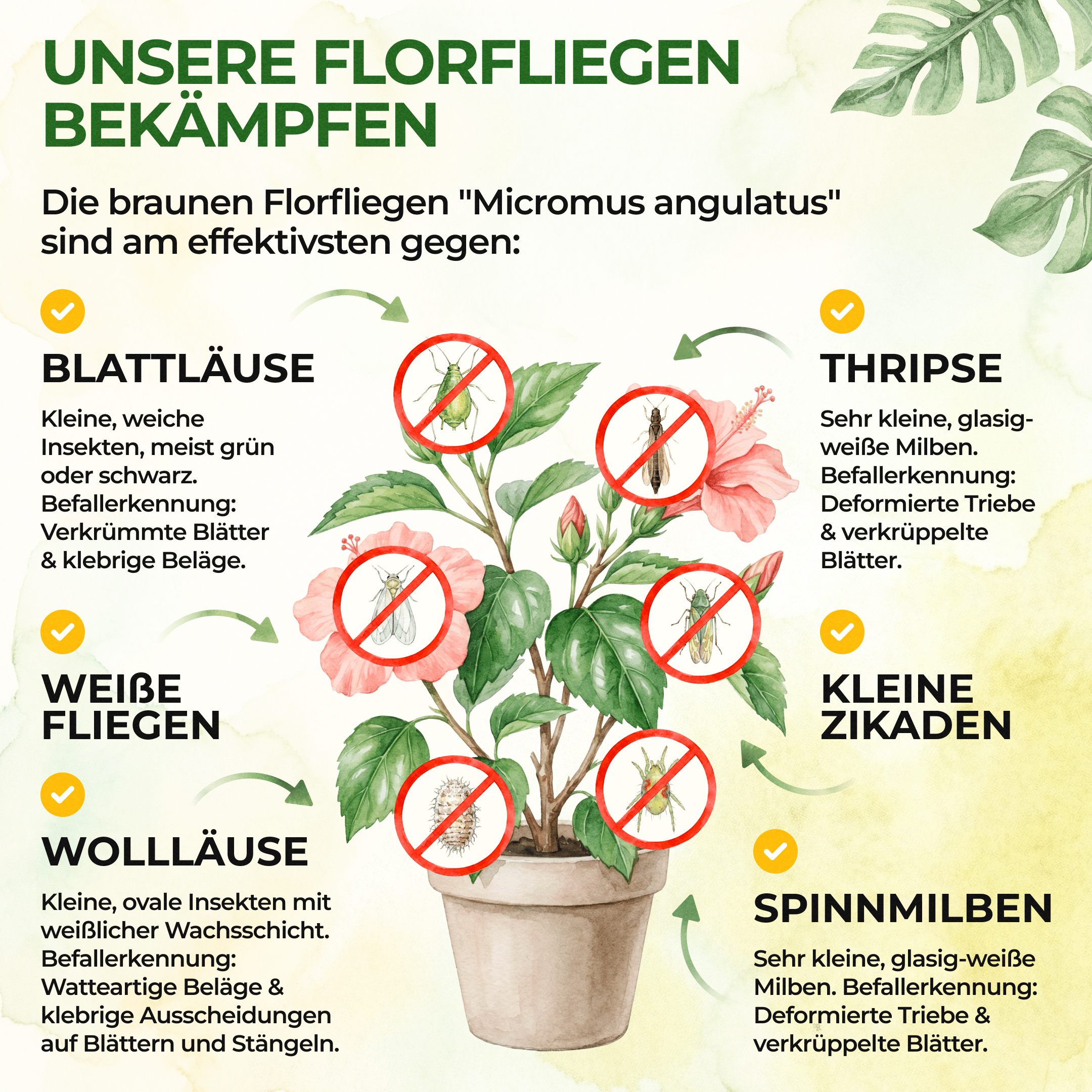 Braune Florfliegen gegen Blattläuse, Thripse, Spinnmilben und Co. - Green Guardia - Ihr Experte für Schädlinge und Pflanzen