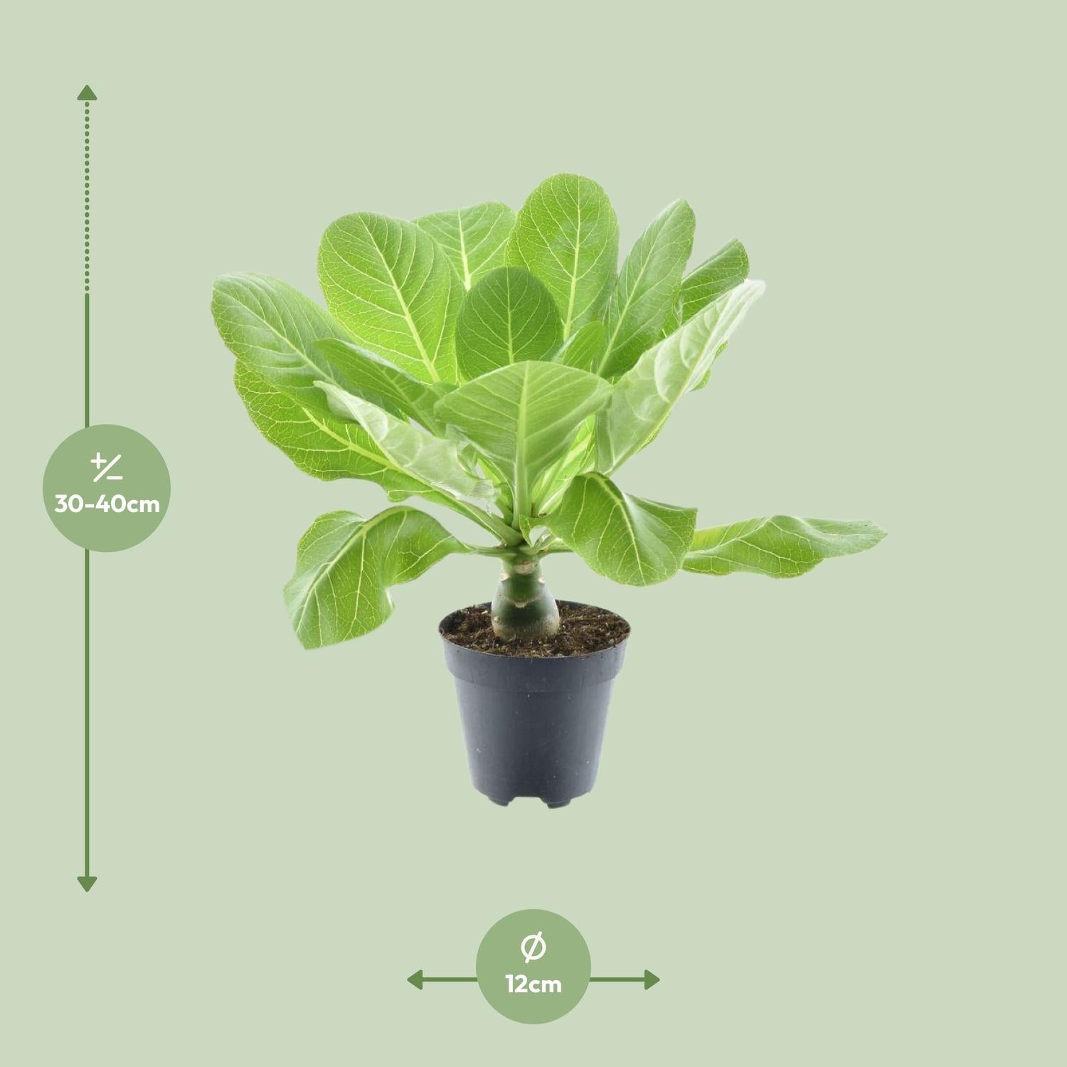 Brighamia insignis ‘Hawaii Palm’ – Hawaii - Palme – 12 cm Topf, 37 cm hoch - Green Guardia - Ihr Experte für Schädlinge und Pflanzen
