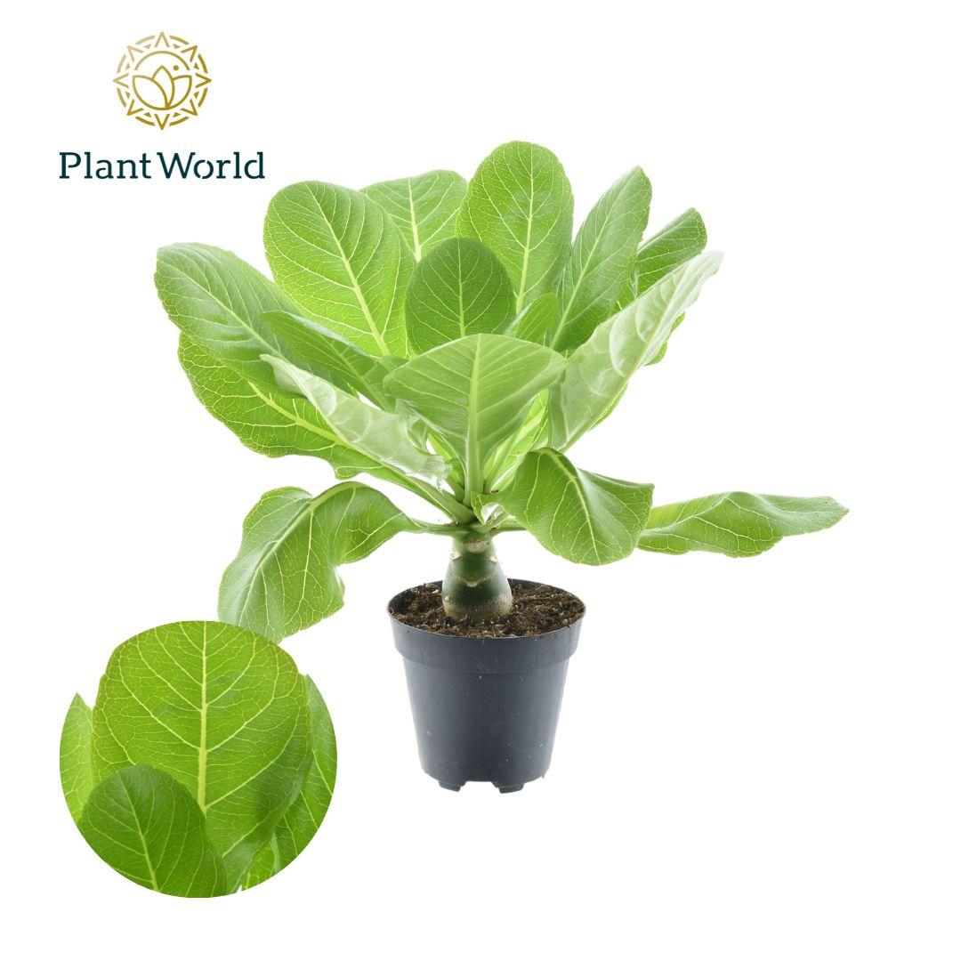 Brighamia insignis ‘Hawaii Palm’ – Hawaii - Palme – 12 cm Topf, 37 cm hoch - Green Guardia - Ihr Experte für Schädlinge und Pflanzen