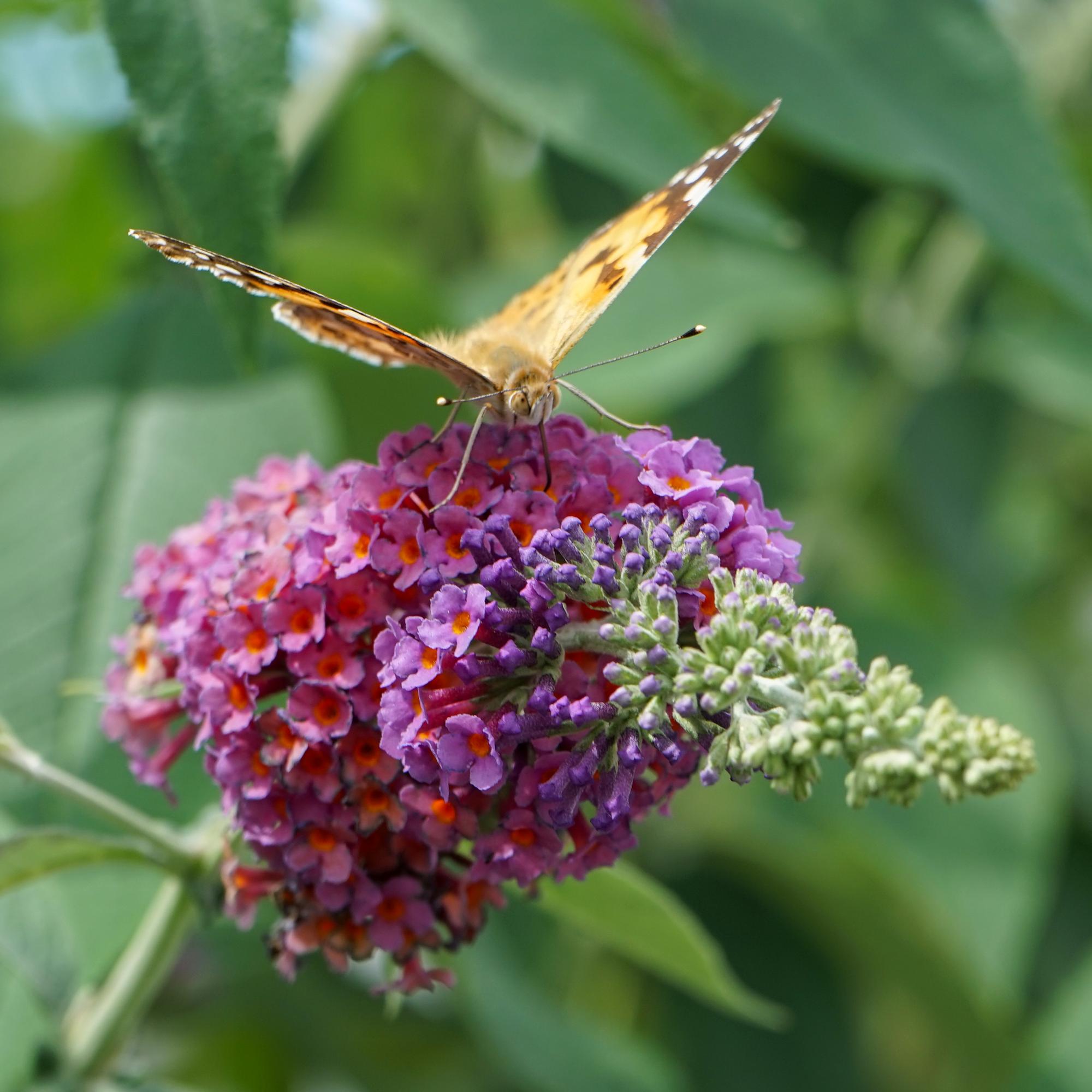 Buddleja davidii ‘Flower Power’ – laubabwerfender Schmetterlingsstrauch, 17 cm Topf, 30 cm Höhe - Green Guardia - Ihr Experte für Schädlinge und Pflanzen