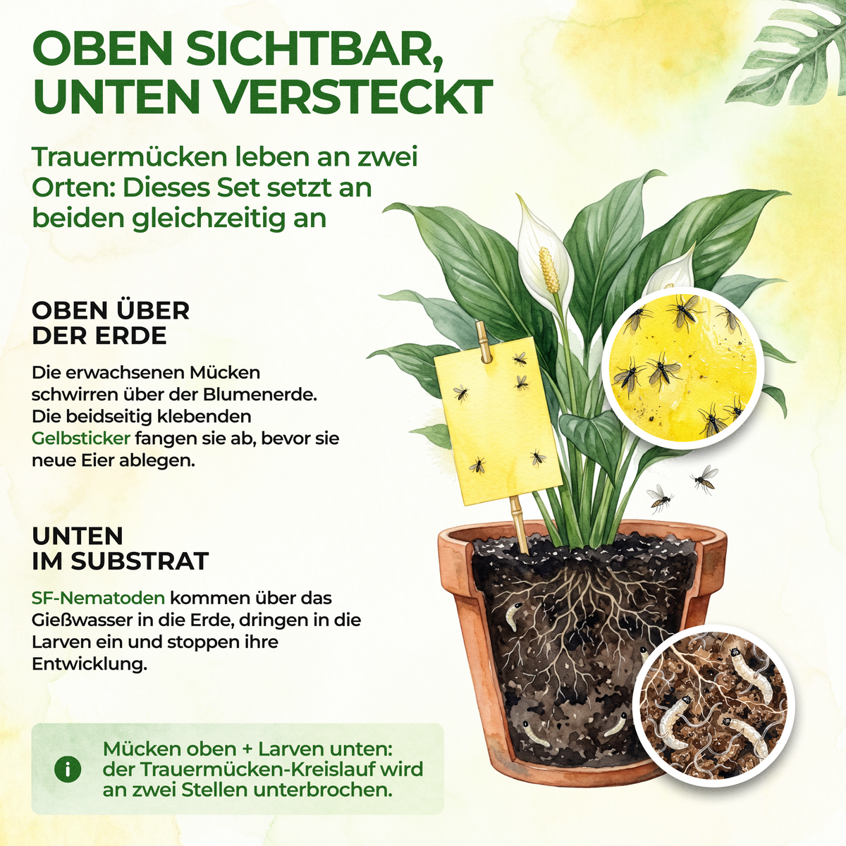 Trauermücken-Frei Set
