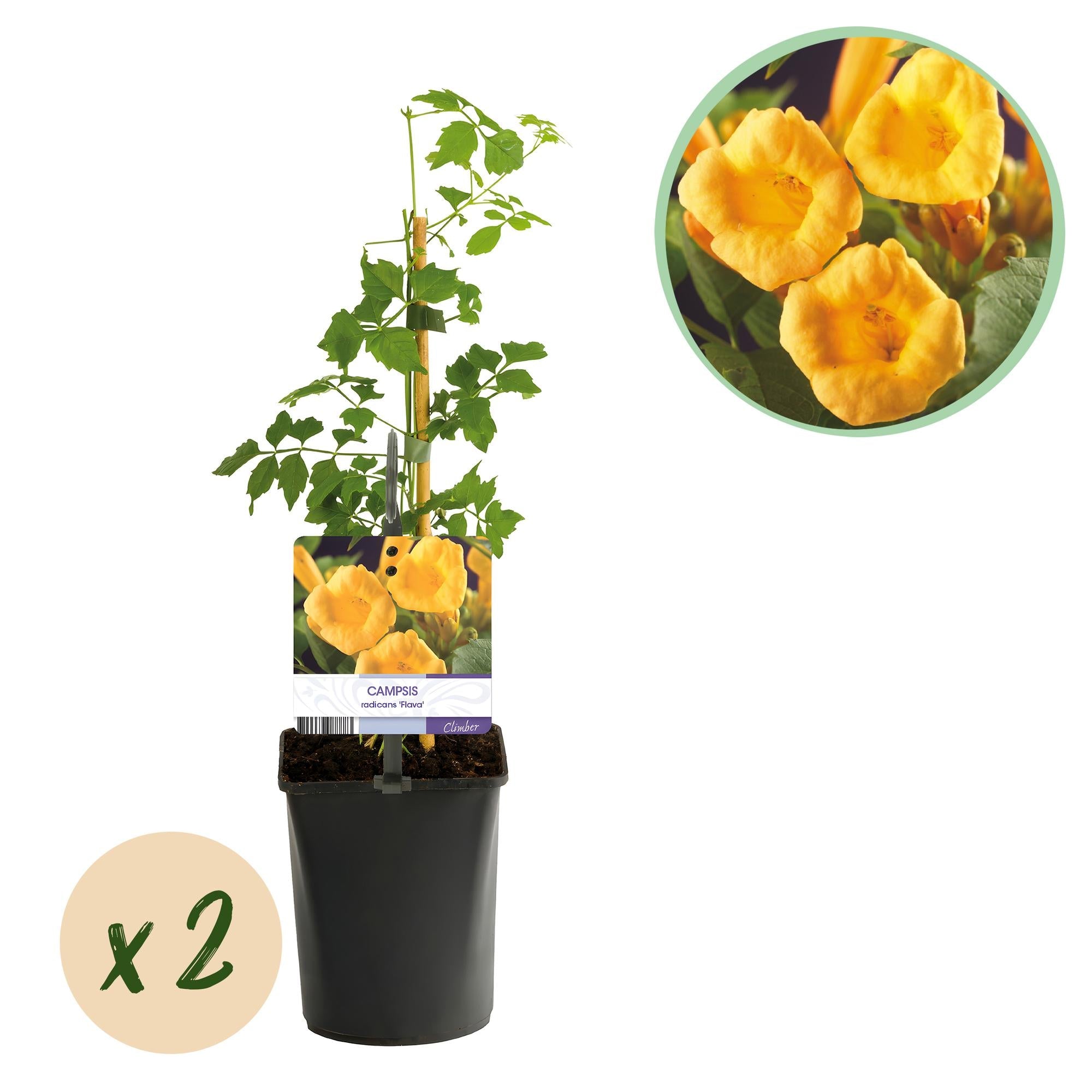 Campsis radicans ‘Flava’ – gelb blühende Trompetenblume, 2 Stück, 11 - cm Topf, 40 cm Höhe - Green Guardia - Ihr Experte für Schädlinge und Pflanzen