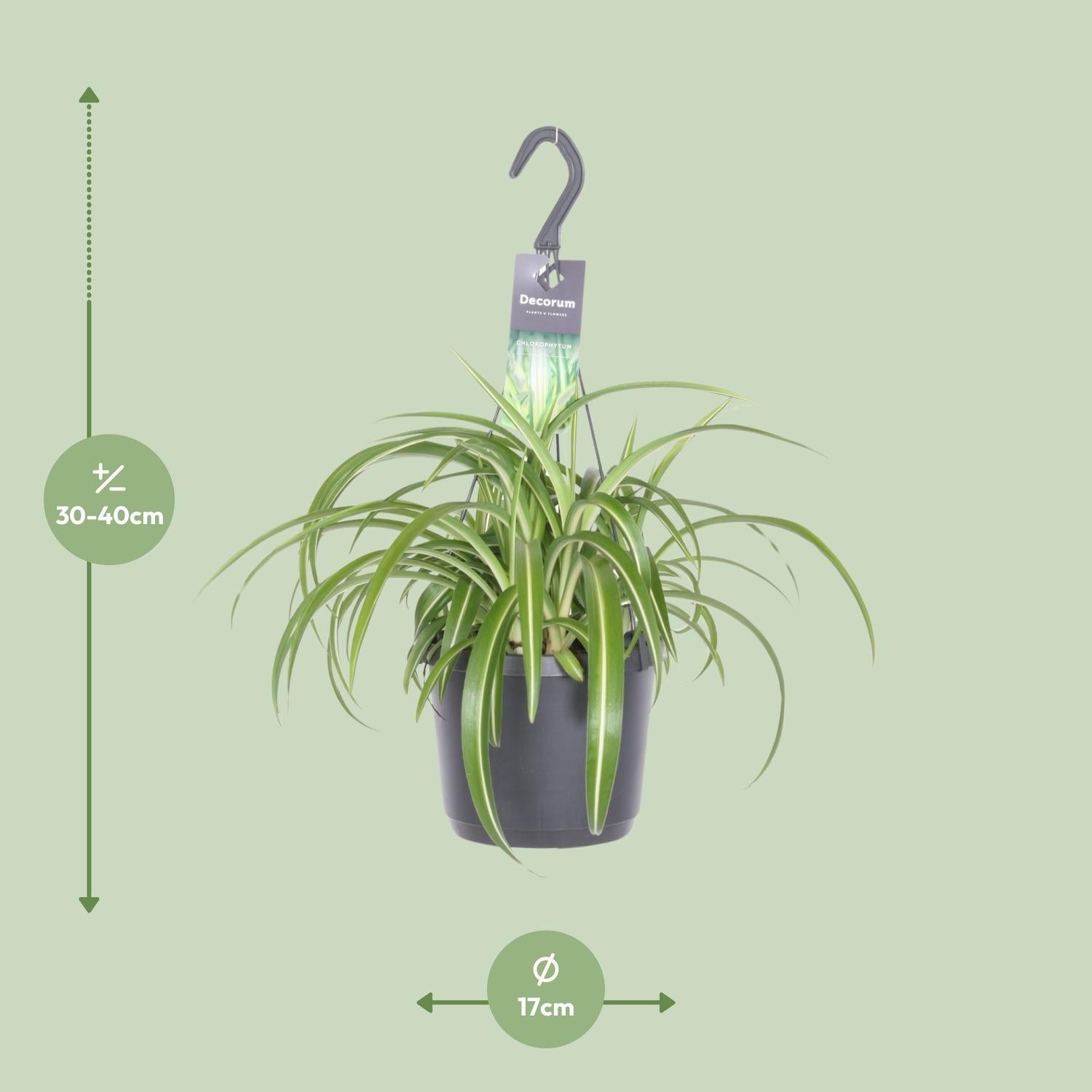 Chlorophytum Comosum ‘Bonnie’ – Grünlilie - 17 cm Topf, 35 cm hoch - Green Guardia - Ihr Experte für Schädlinge und Pflanzen